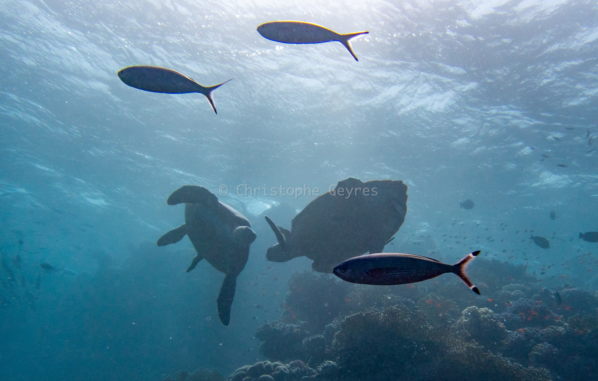 Tortues vertes