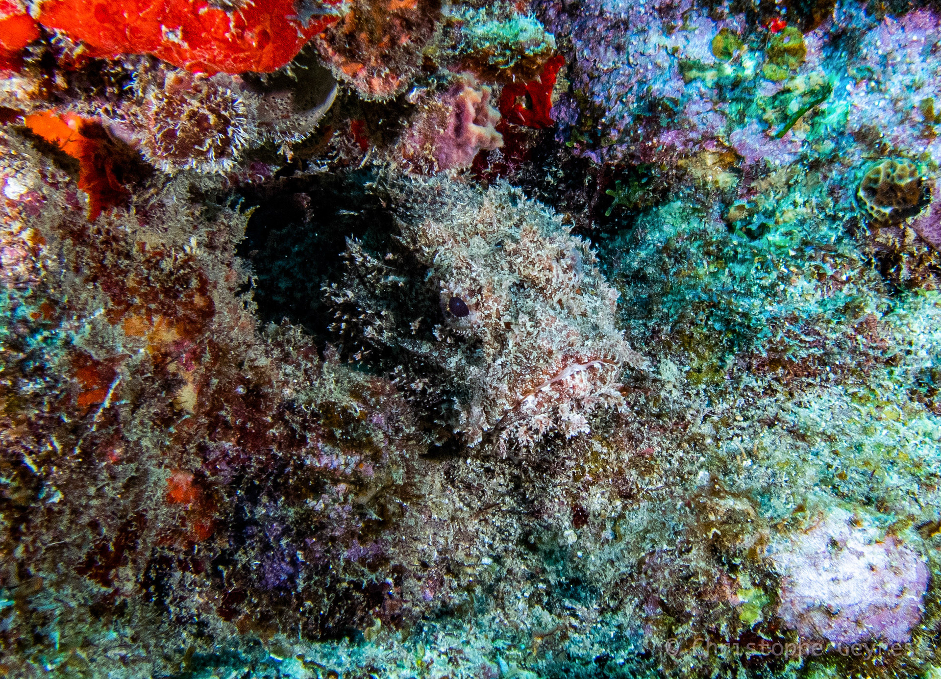 Poisson Pierre