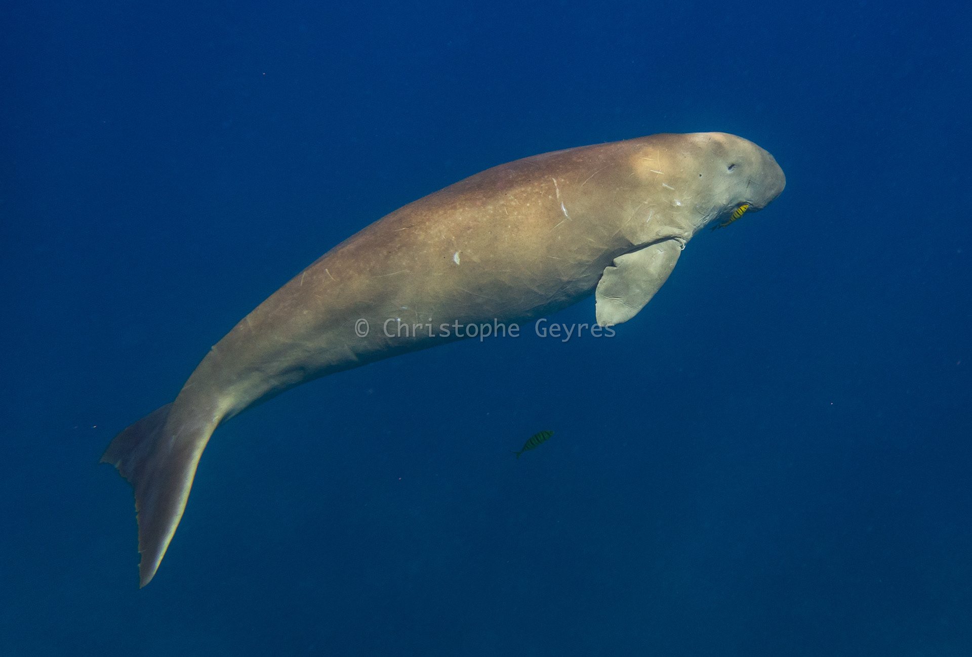 Dugong
