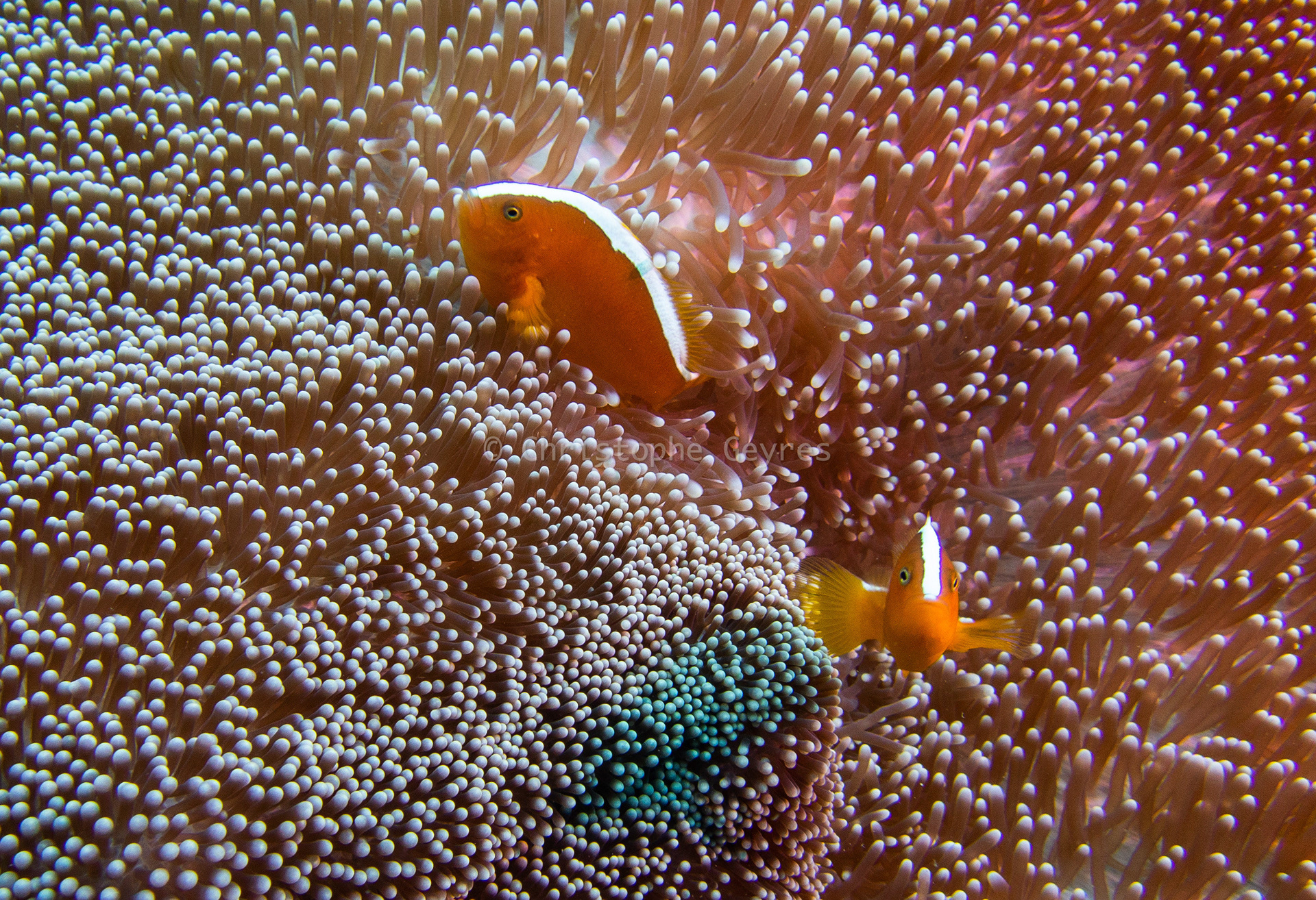Poissons Clowns