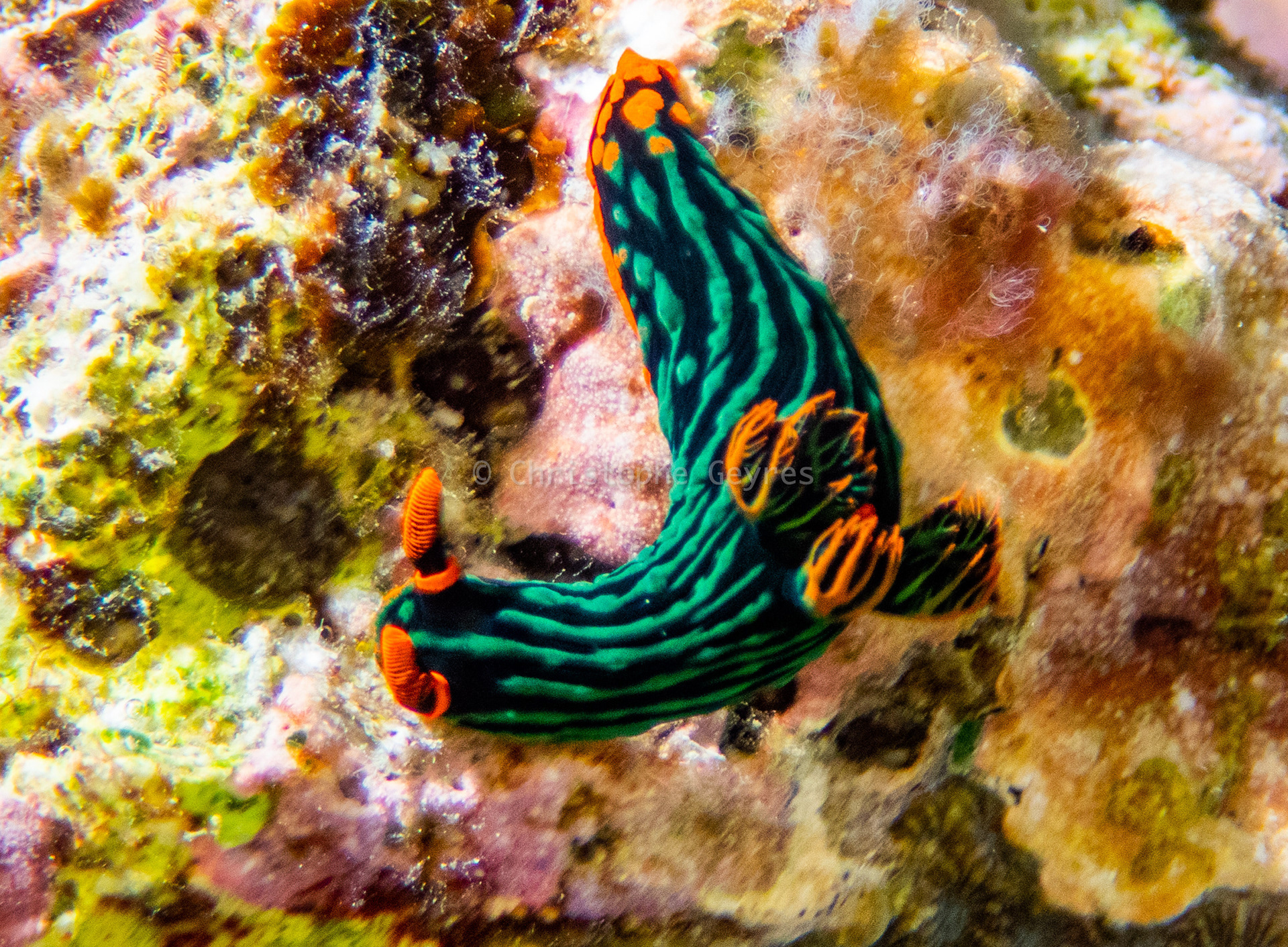 Nudibranche