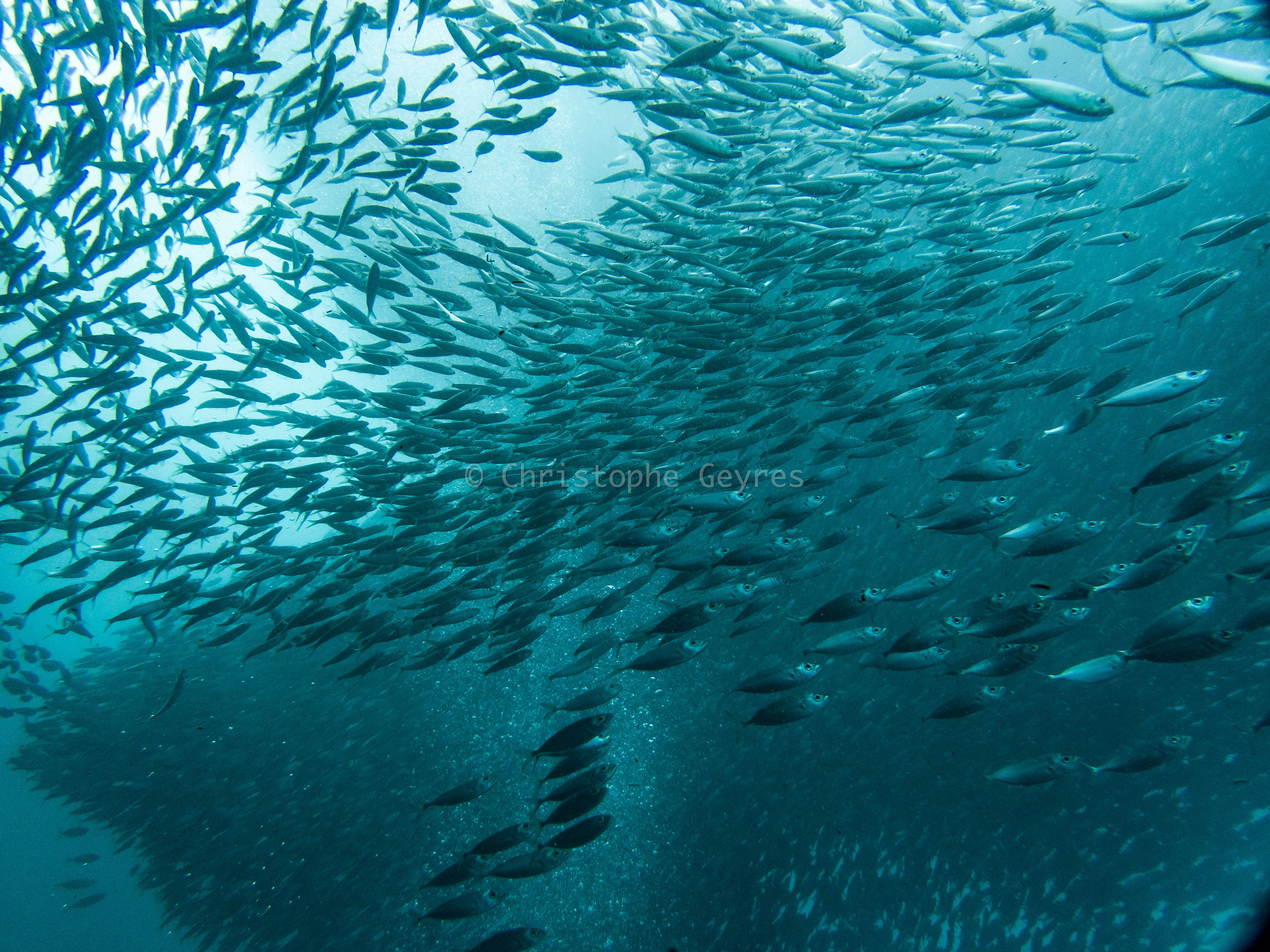 Banc de sardines