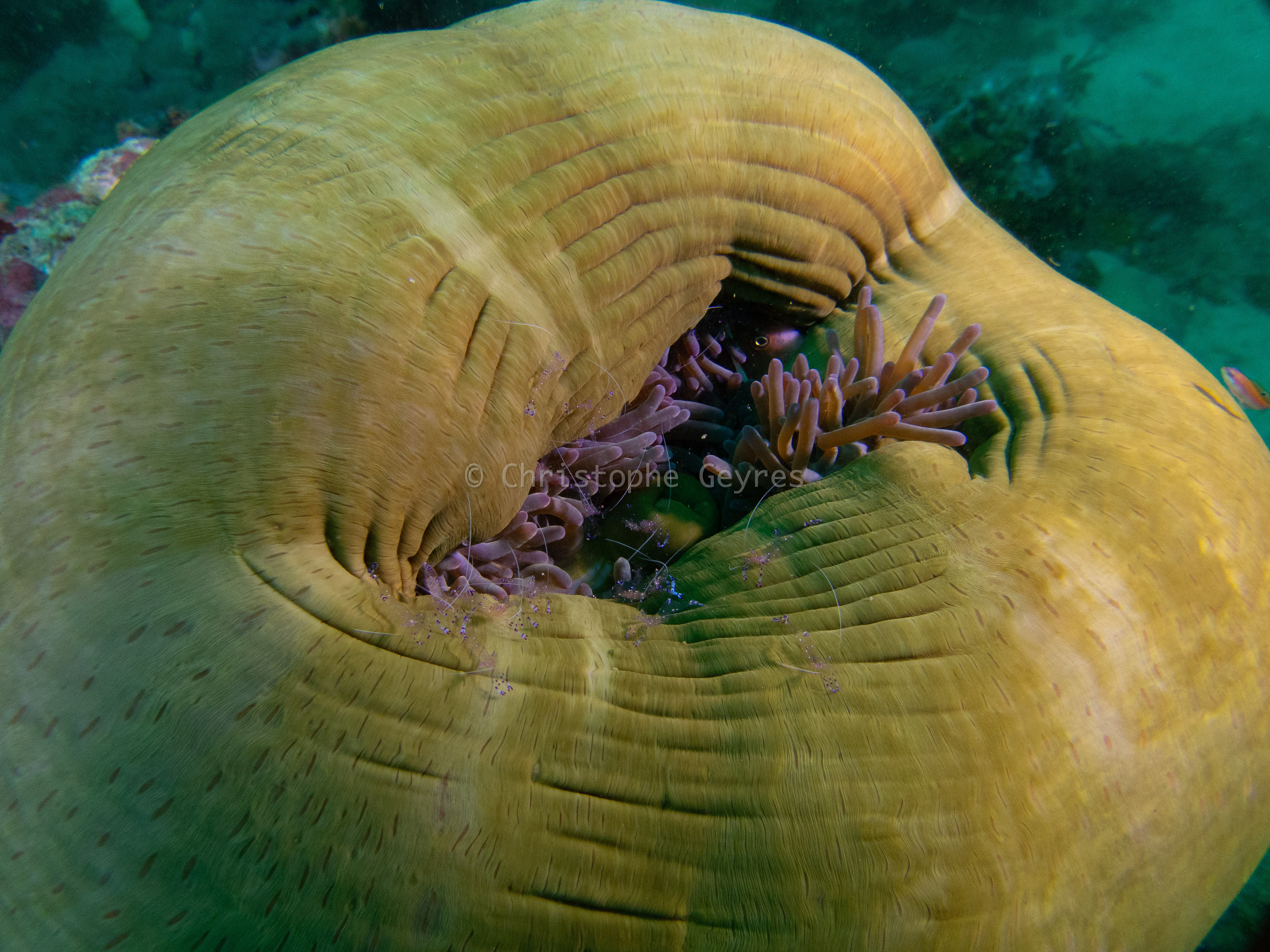 Anemone