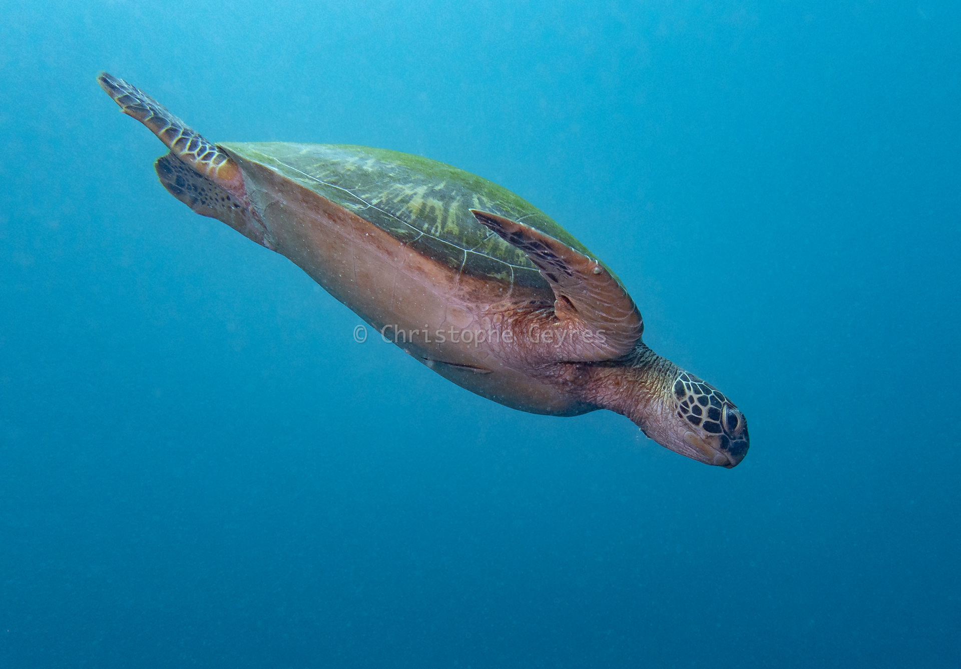 Tortue Verte