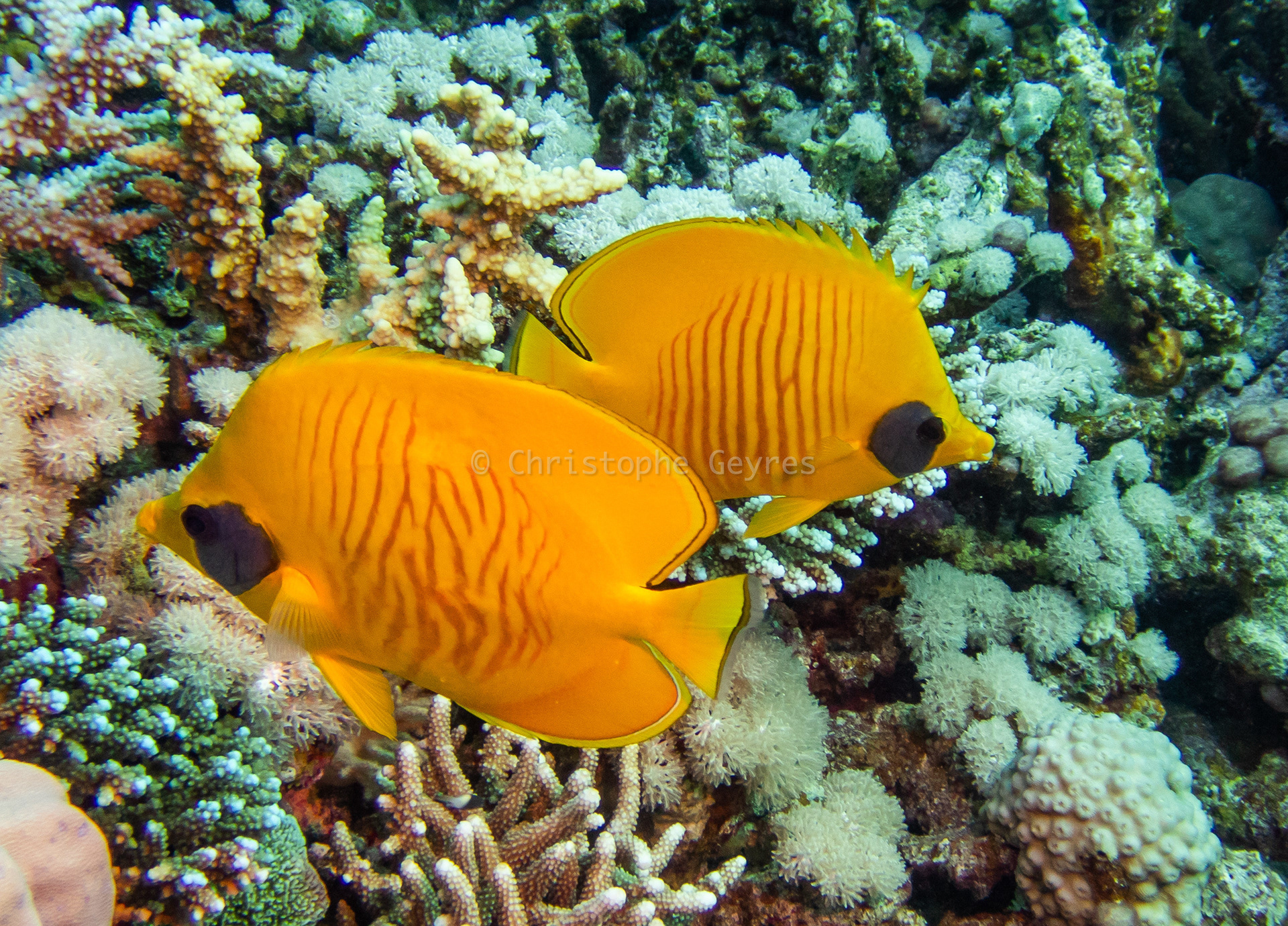 Poissons Papillons