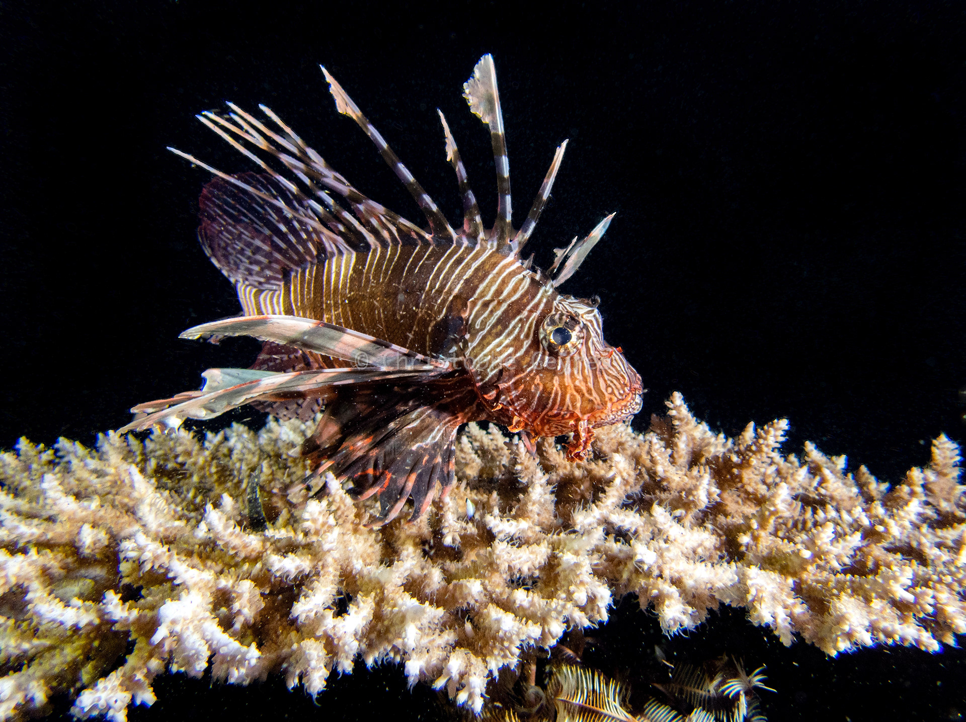 Poisson Lion