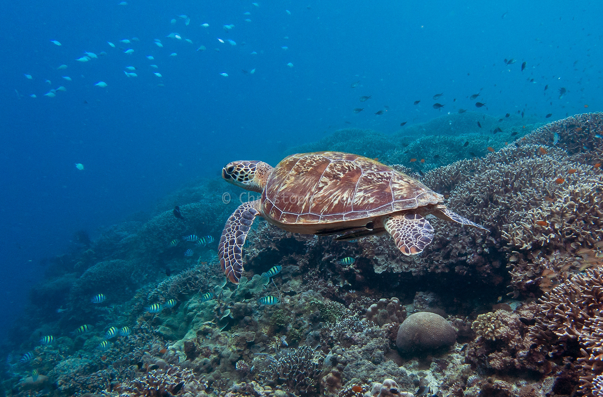 Tortue Verte