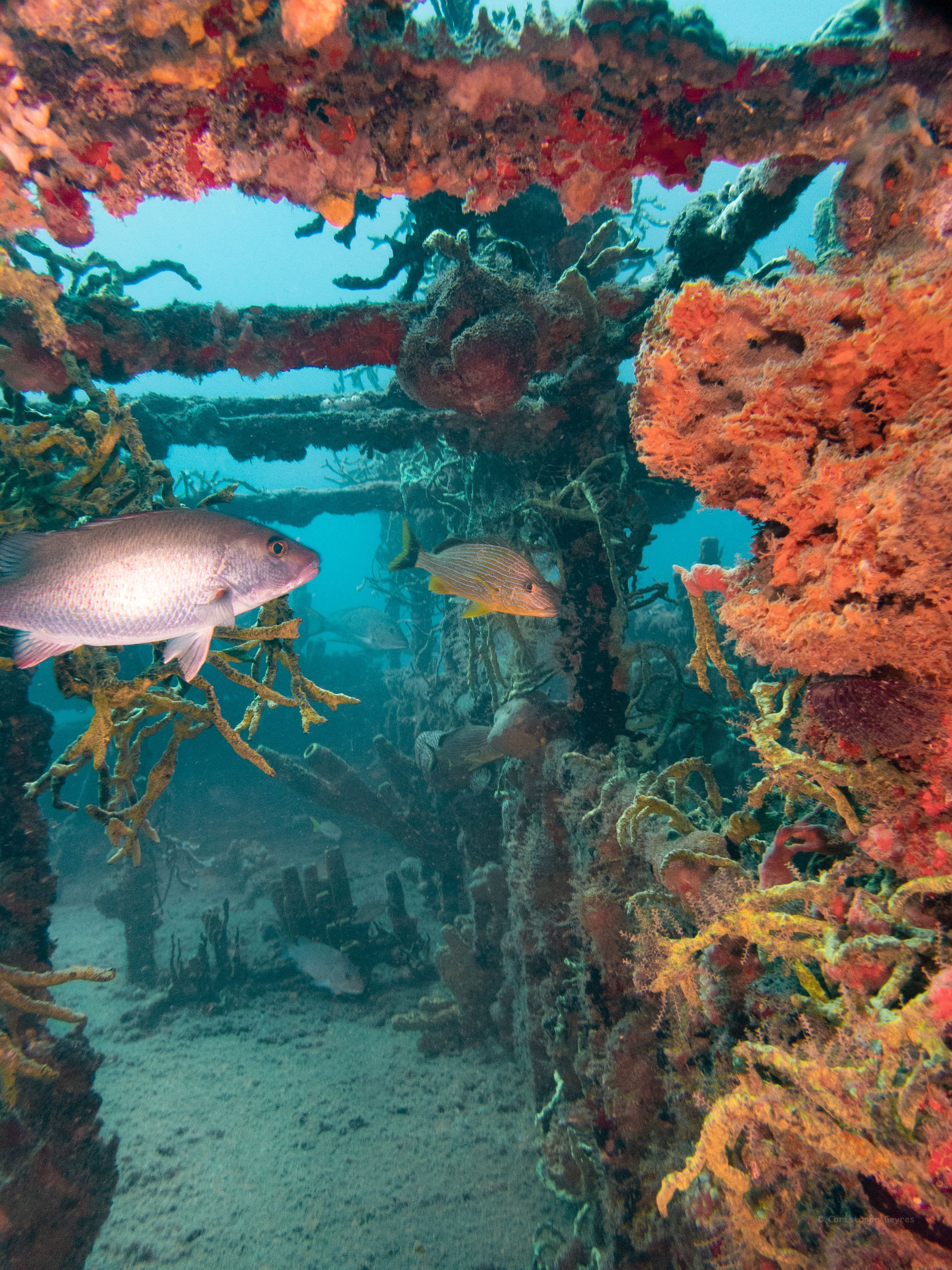 Franjack, Guadeloupe