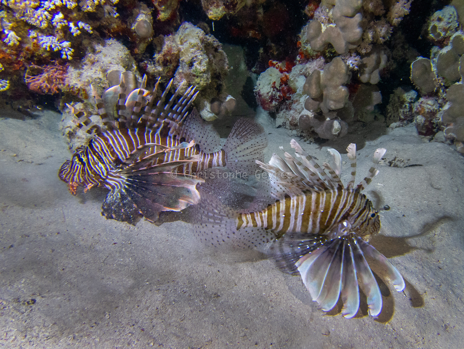 Poissons Lion