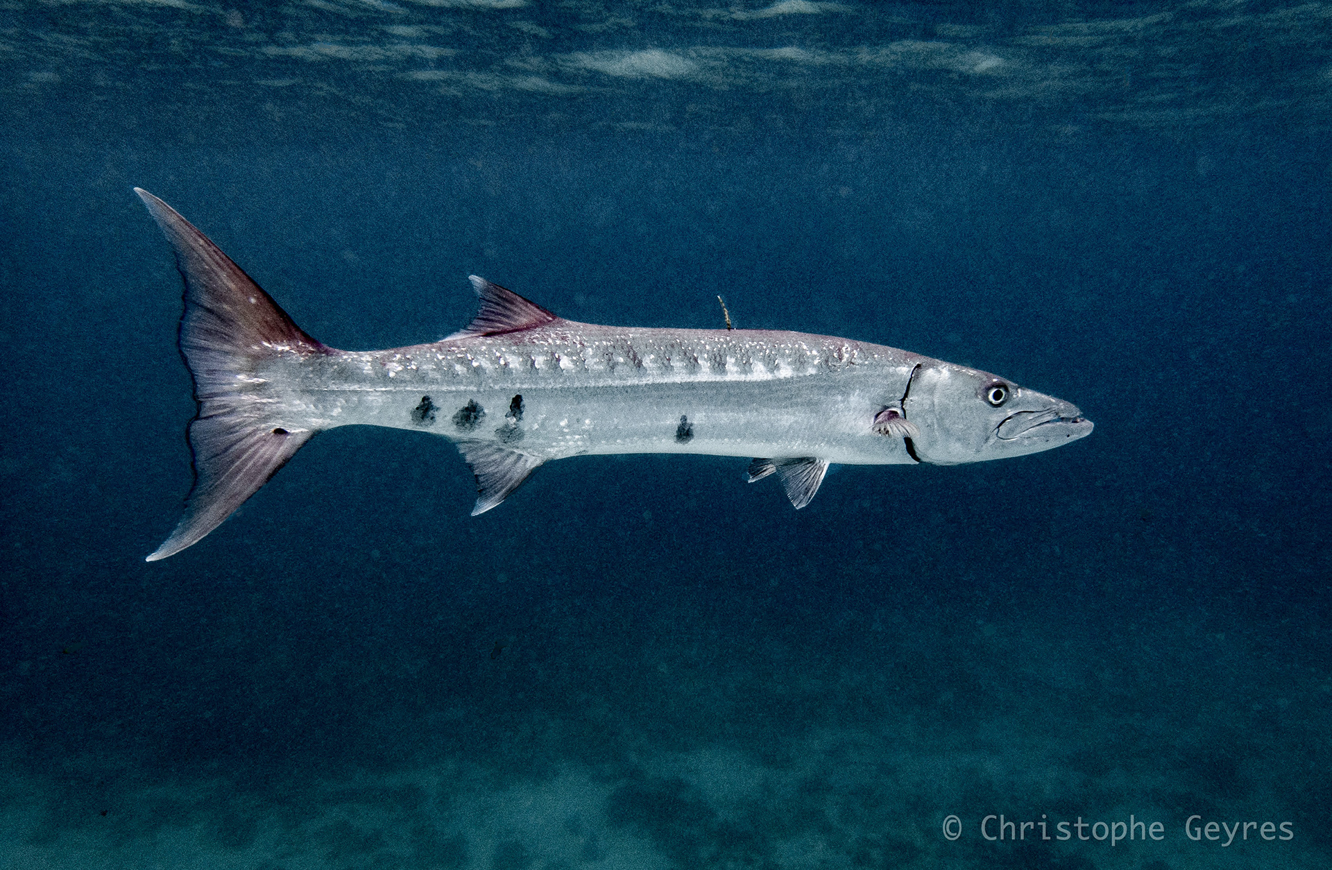 Barracuda