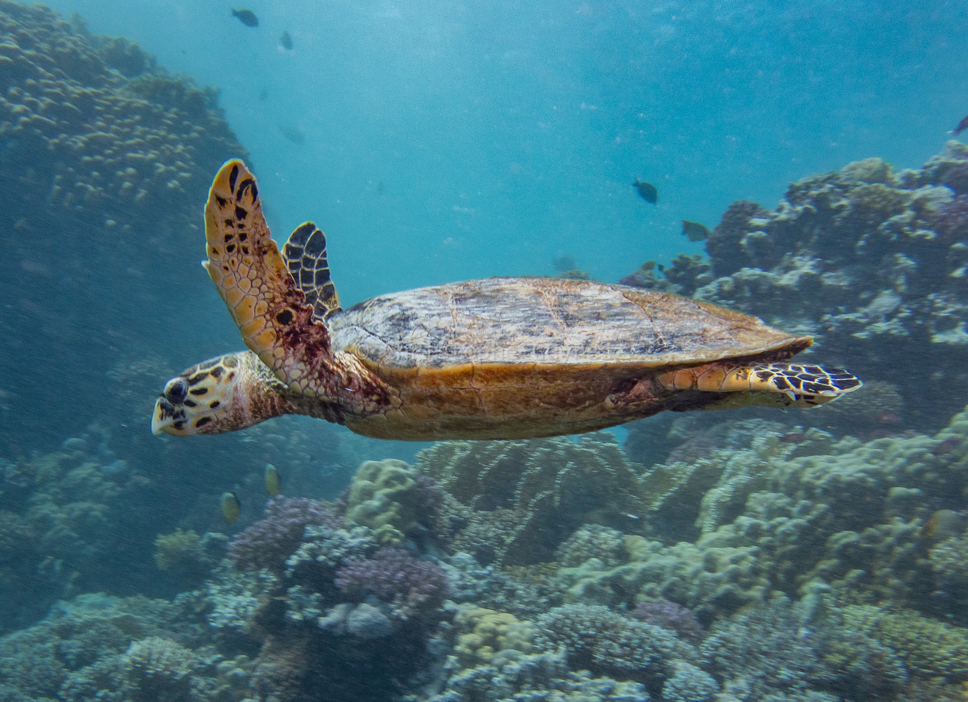 Tortue Verte