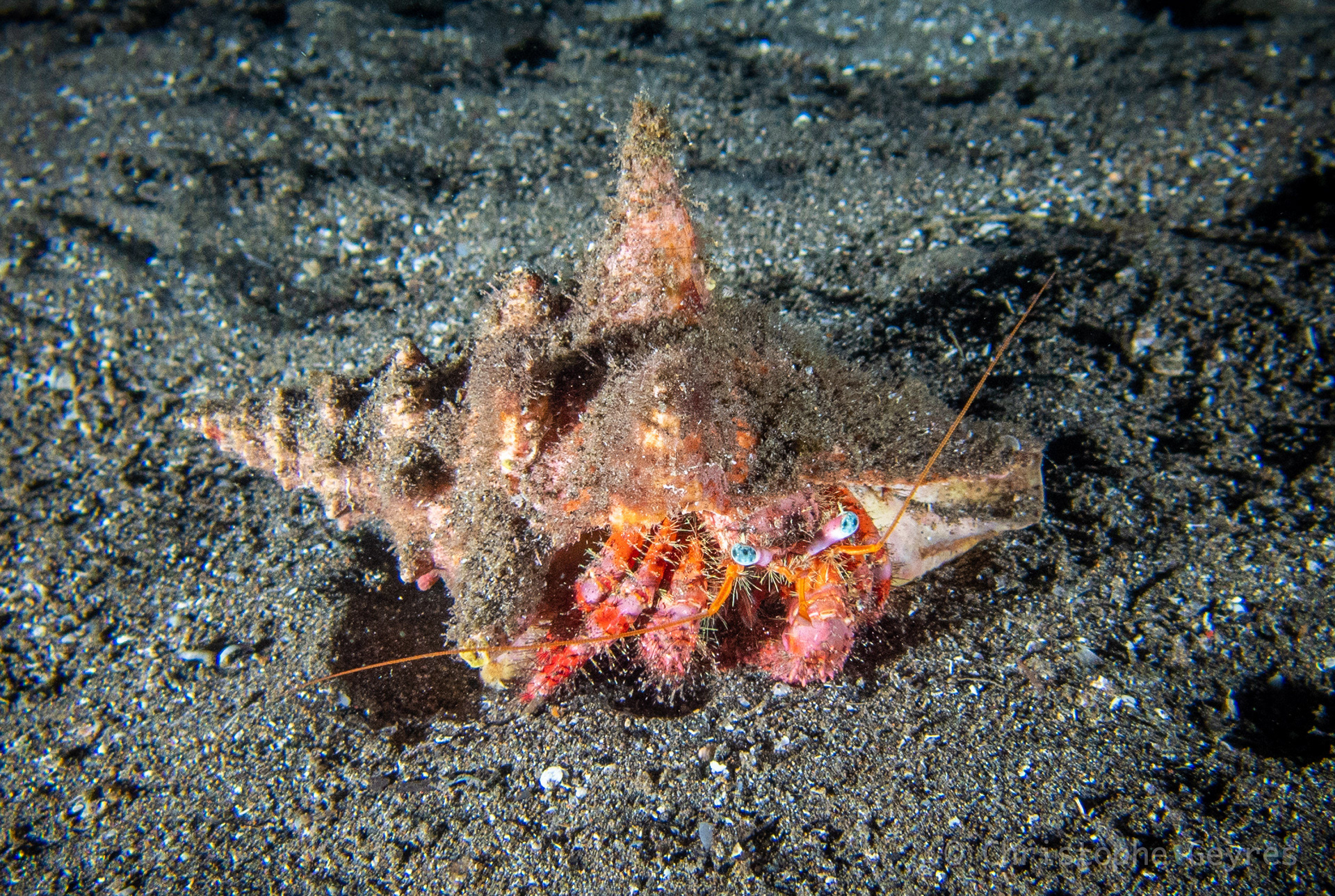 Coenobita perlatus