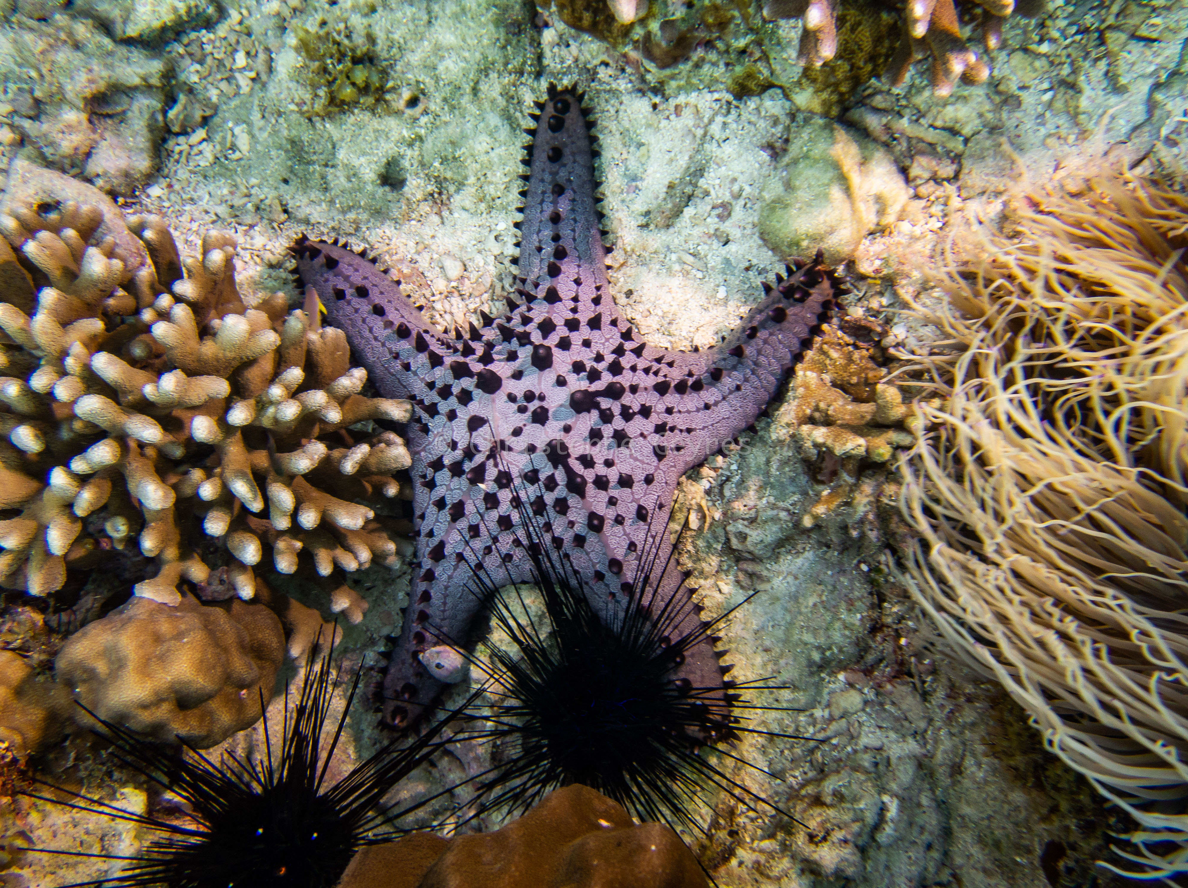 Etoile de mer