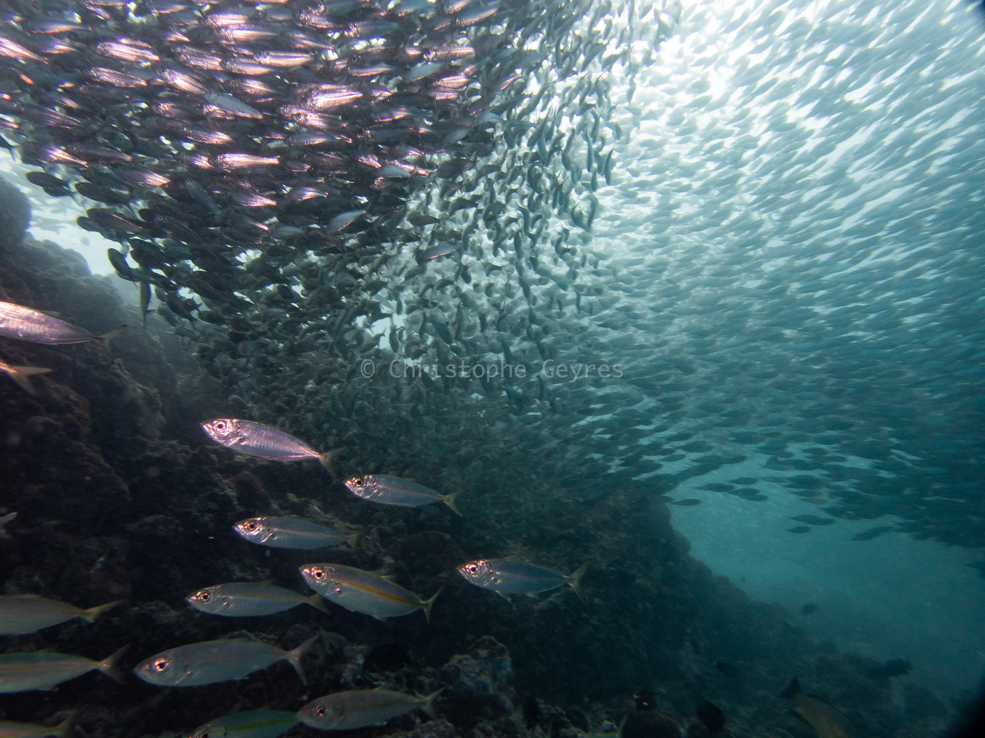 Banc de sardines