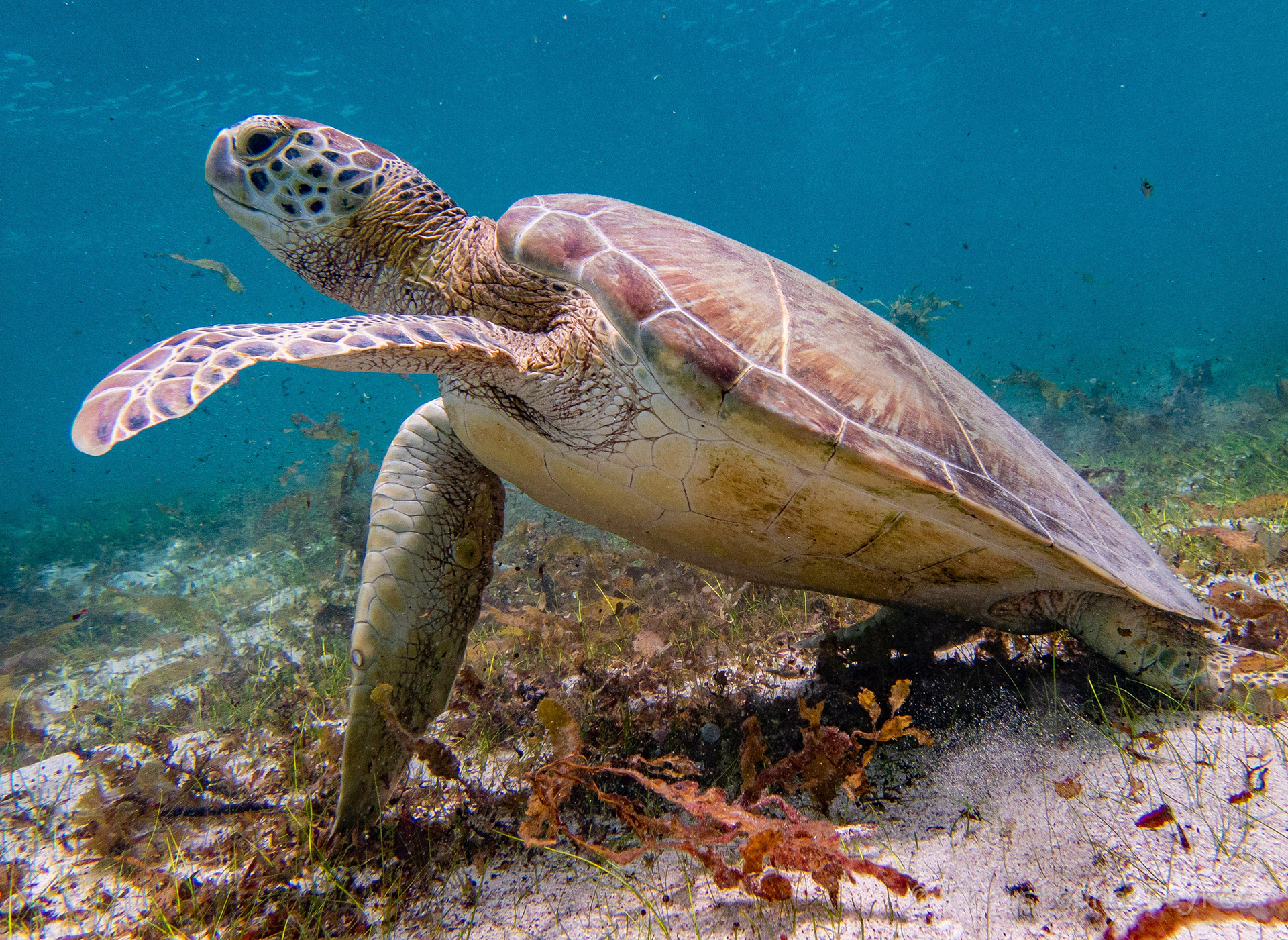 Tortue Verte