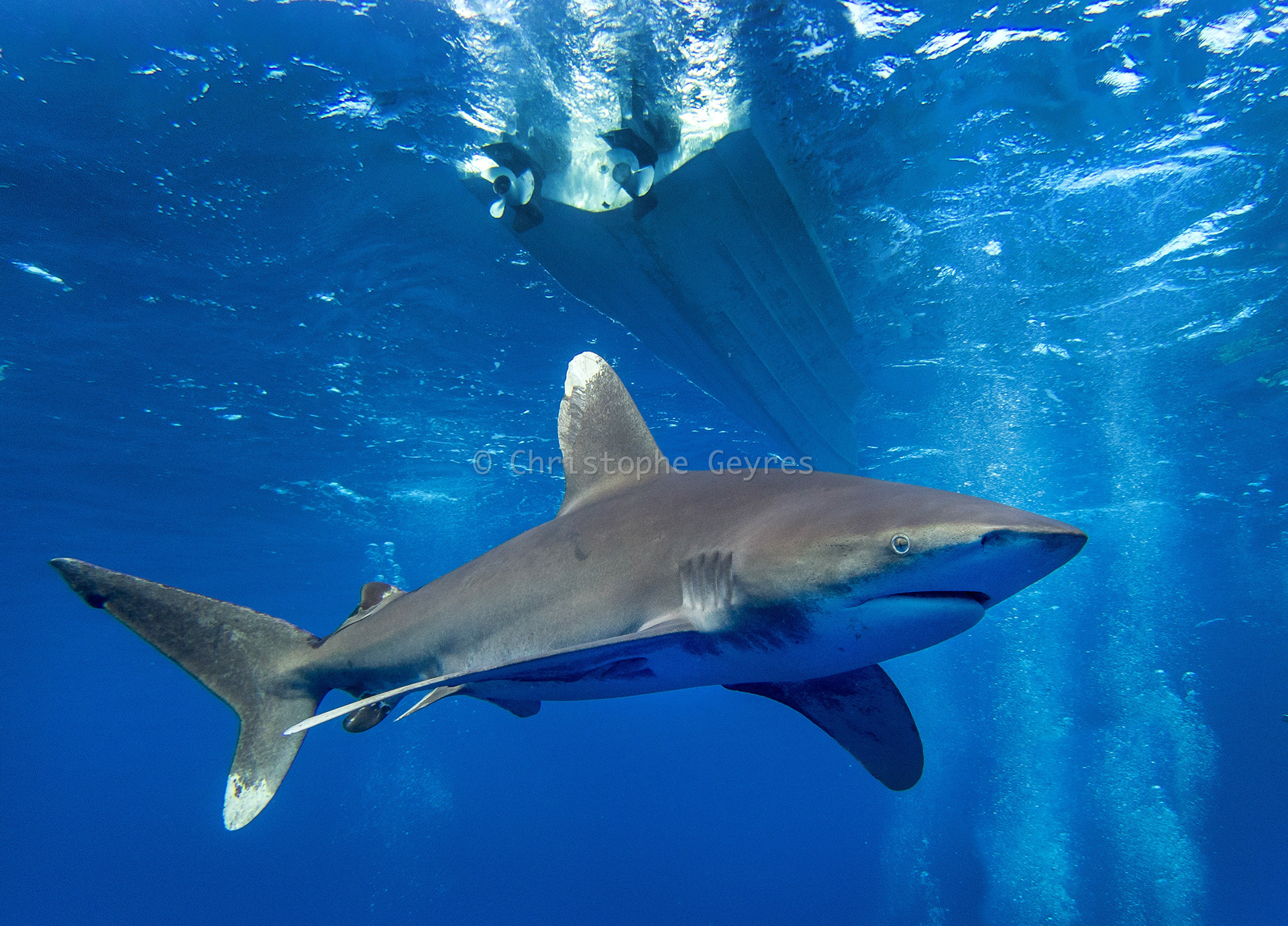 Requin Longimane