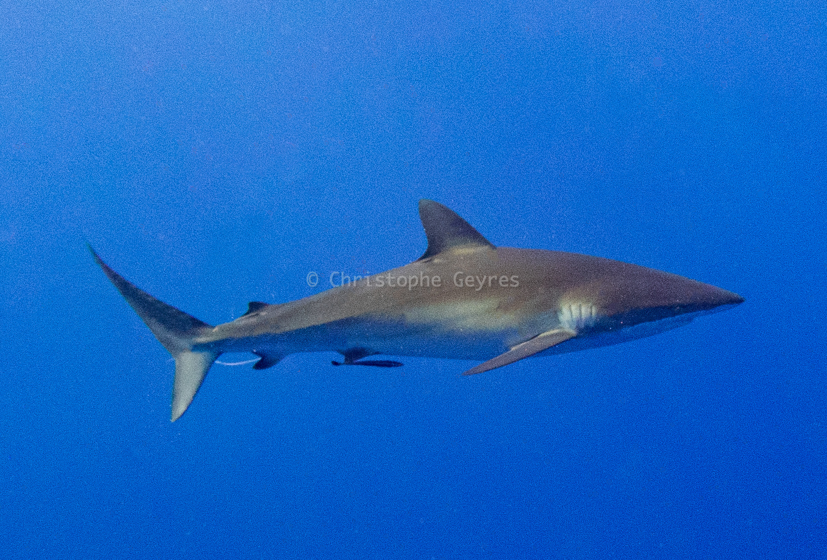 Requin Soyeux