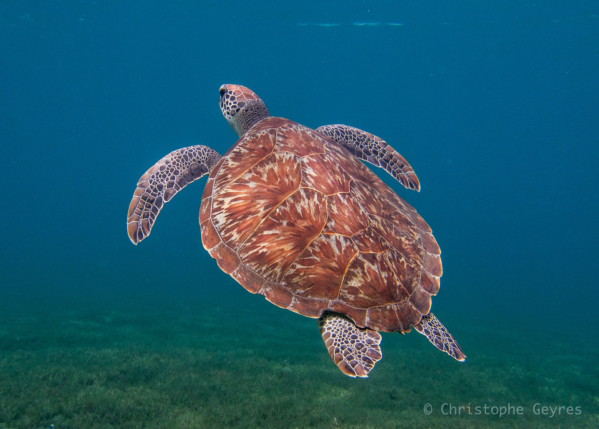 Tortue Verte