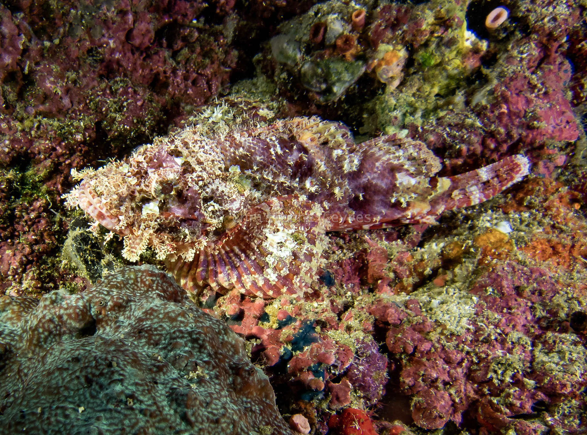 Poisson Pierre