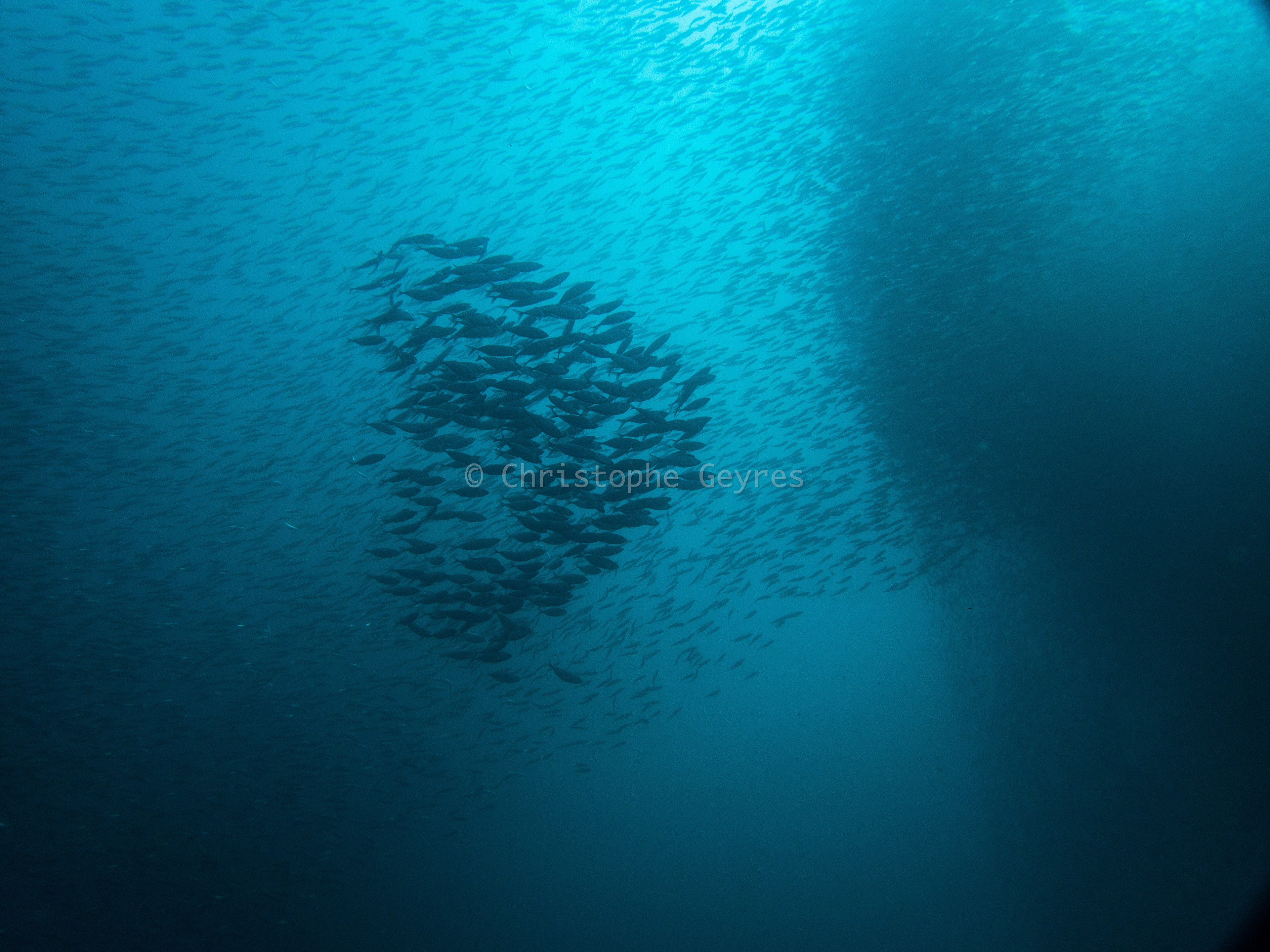 Banc de sardines
