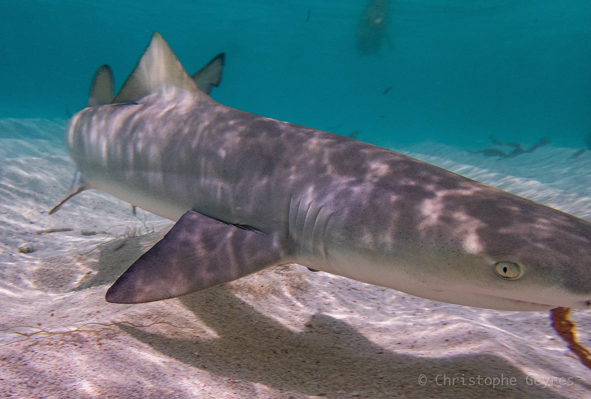 Requin Citron