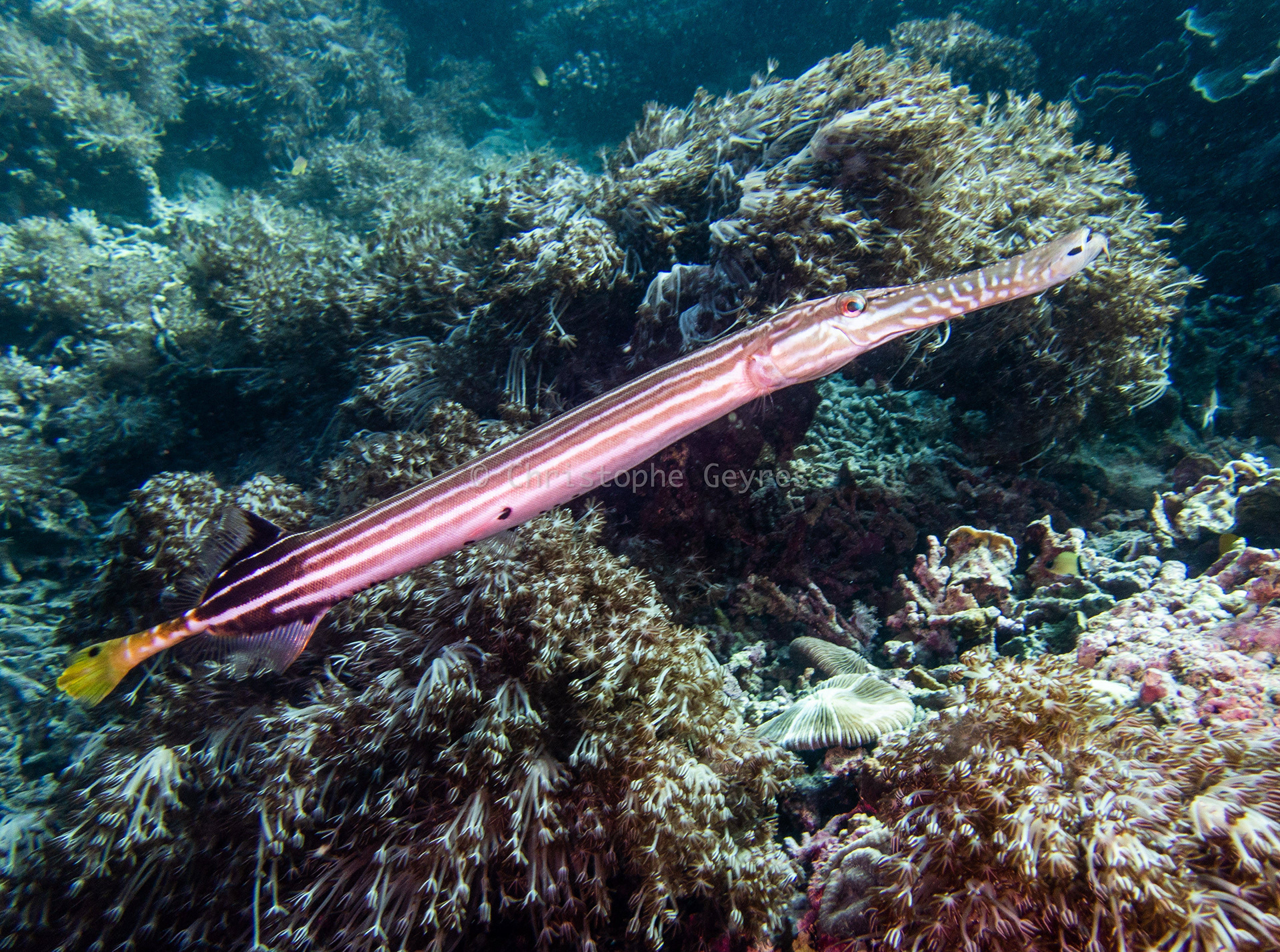 Poisson Trompette