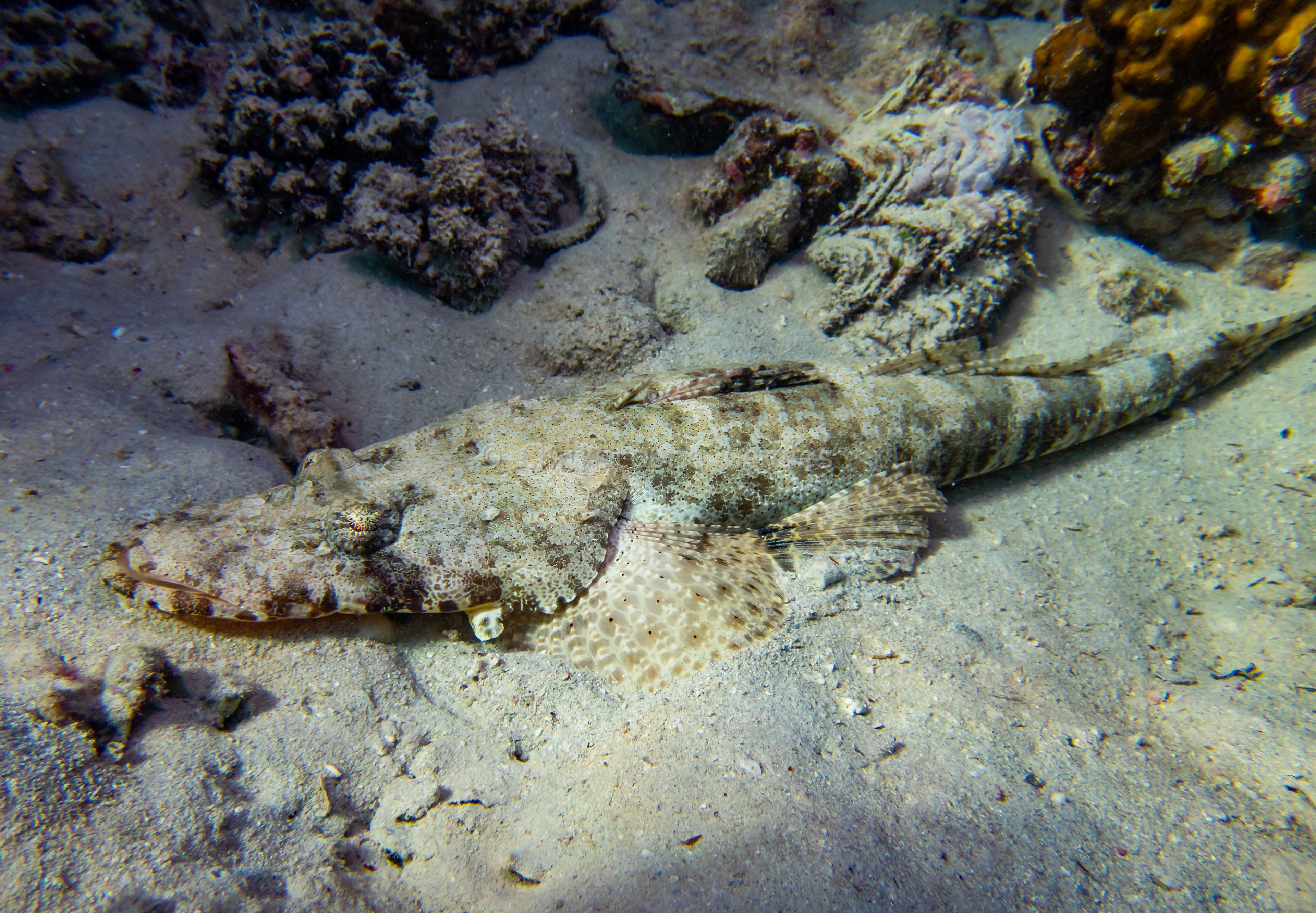 Poisson Crocodile