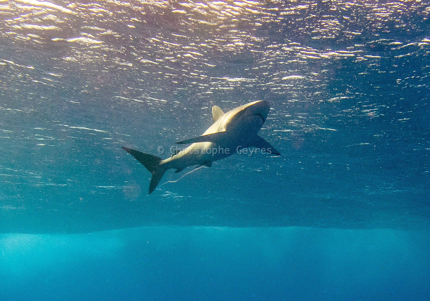 Requin Soyeux