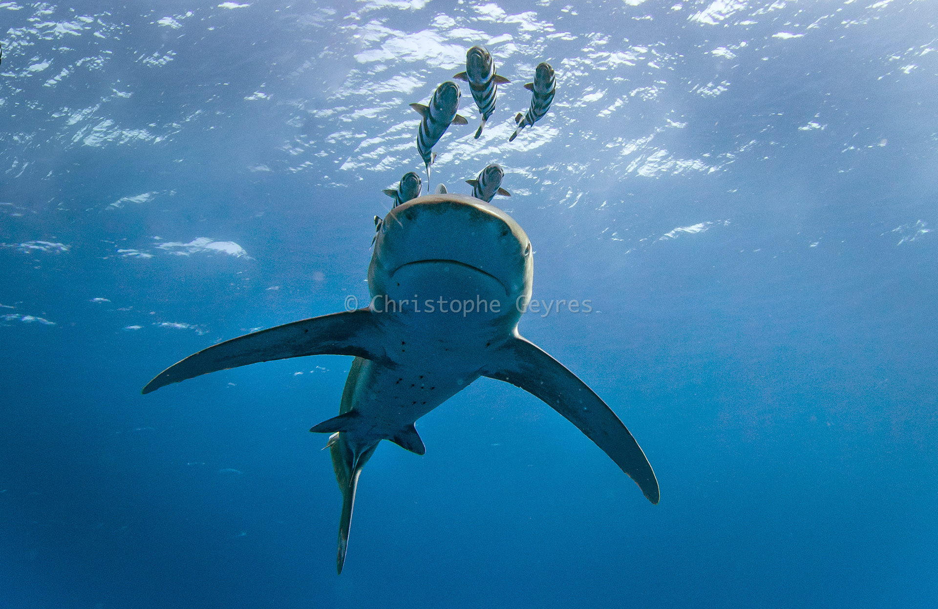 Requin Longimane