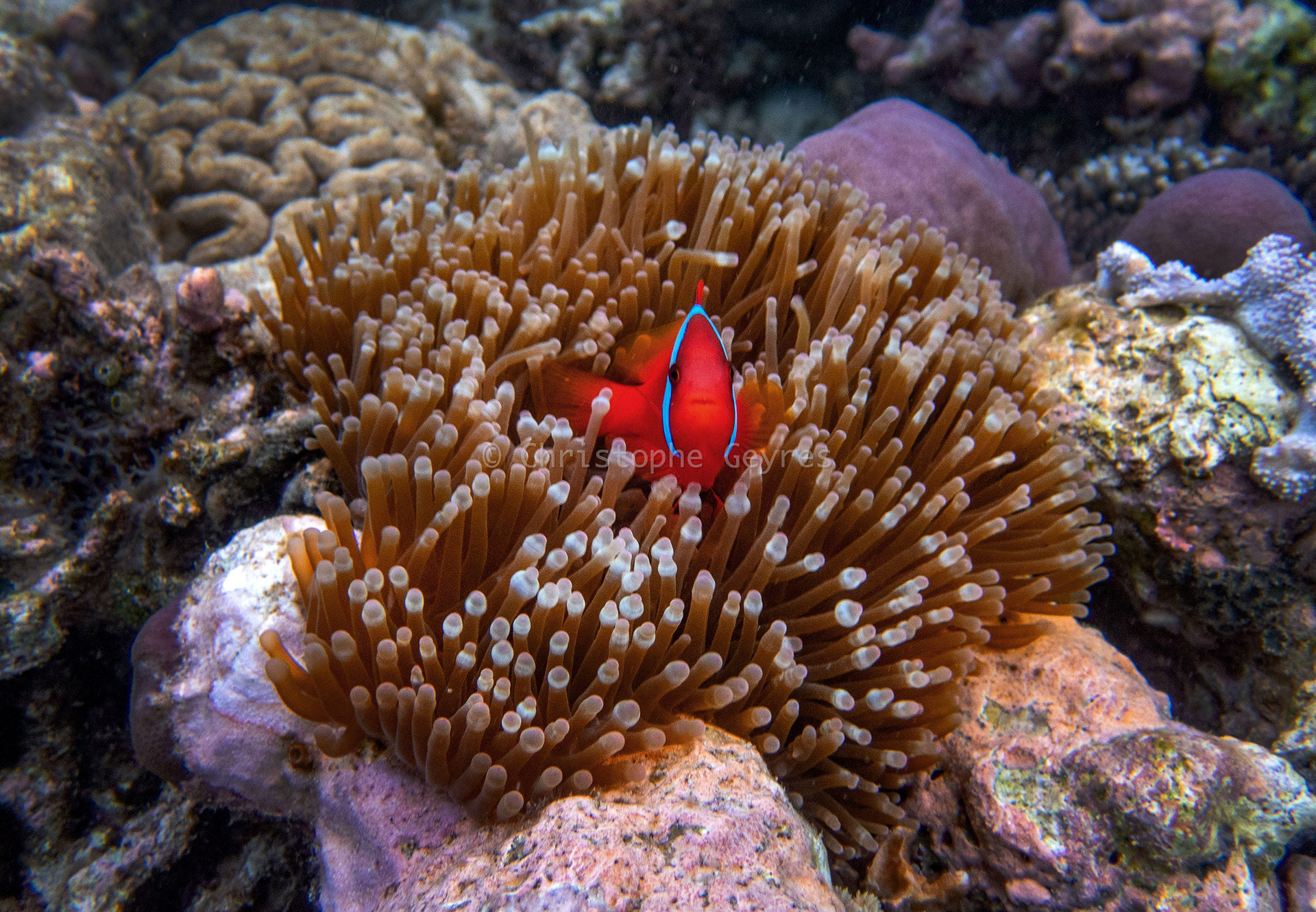 Poisson Clown