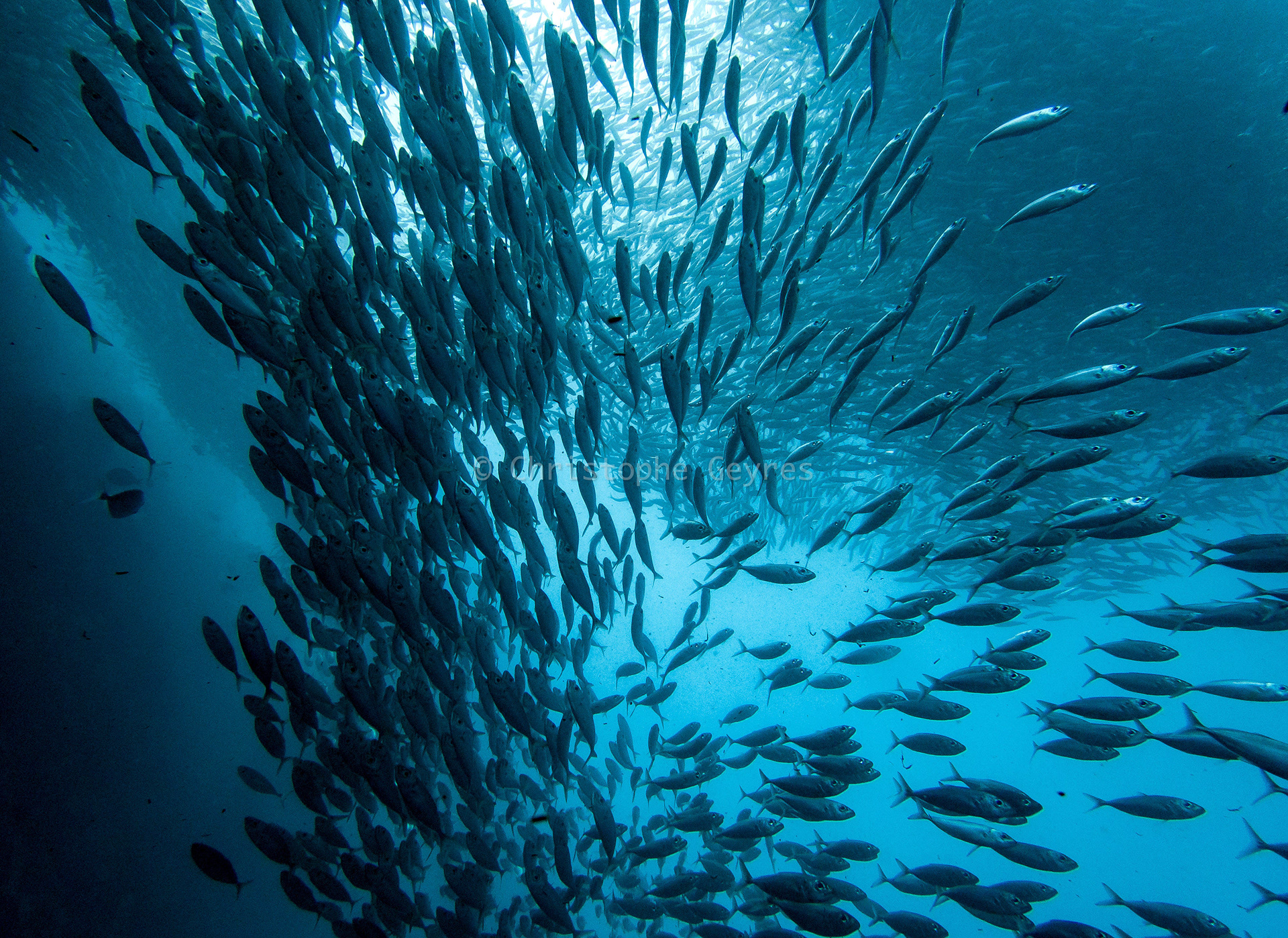 Banc de sardines