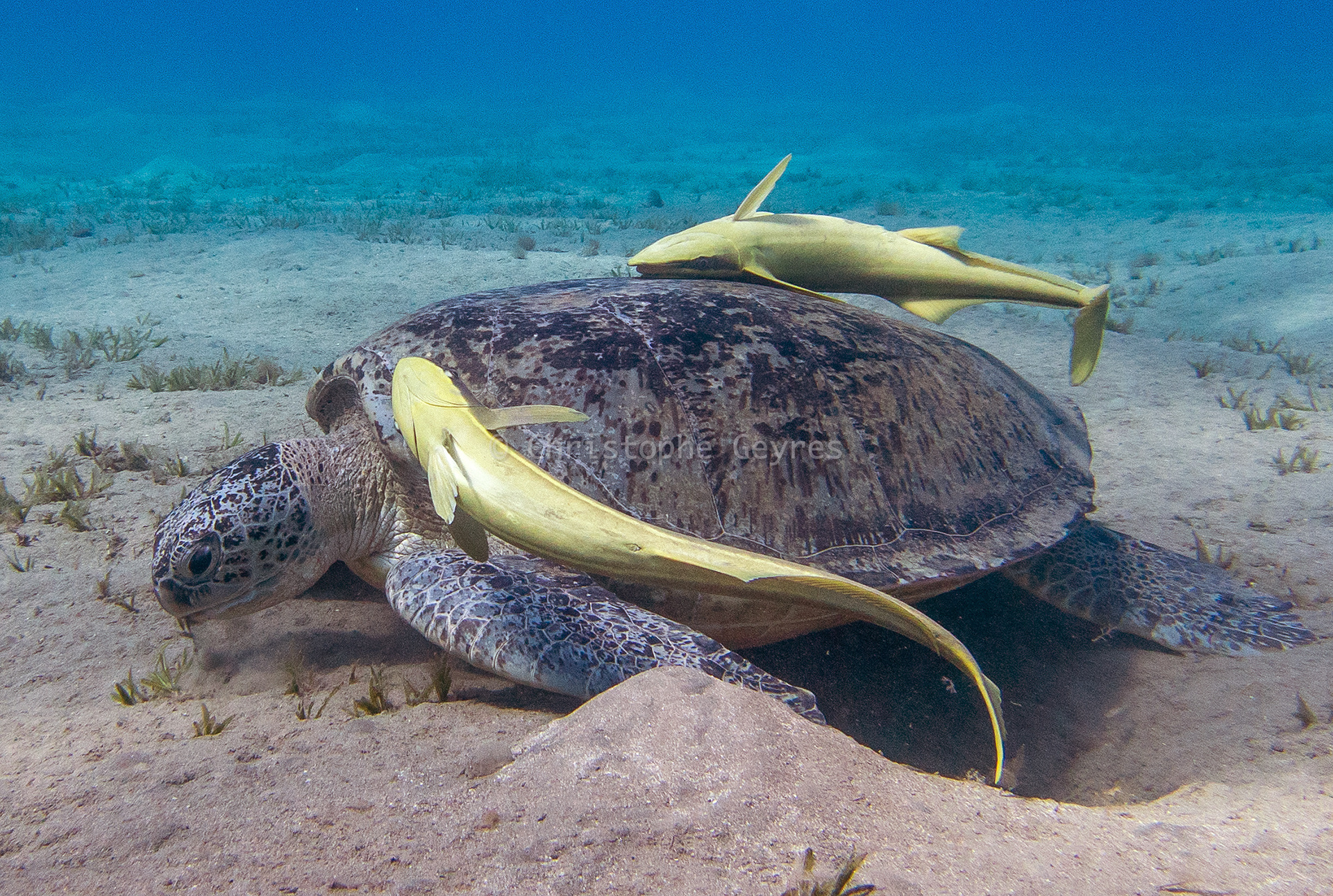 Tortue Verte et Remoras