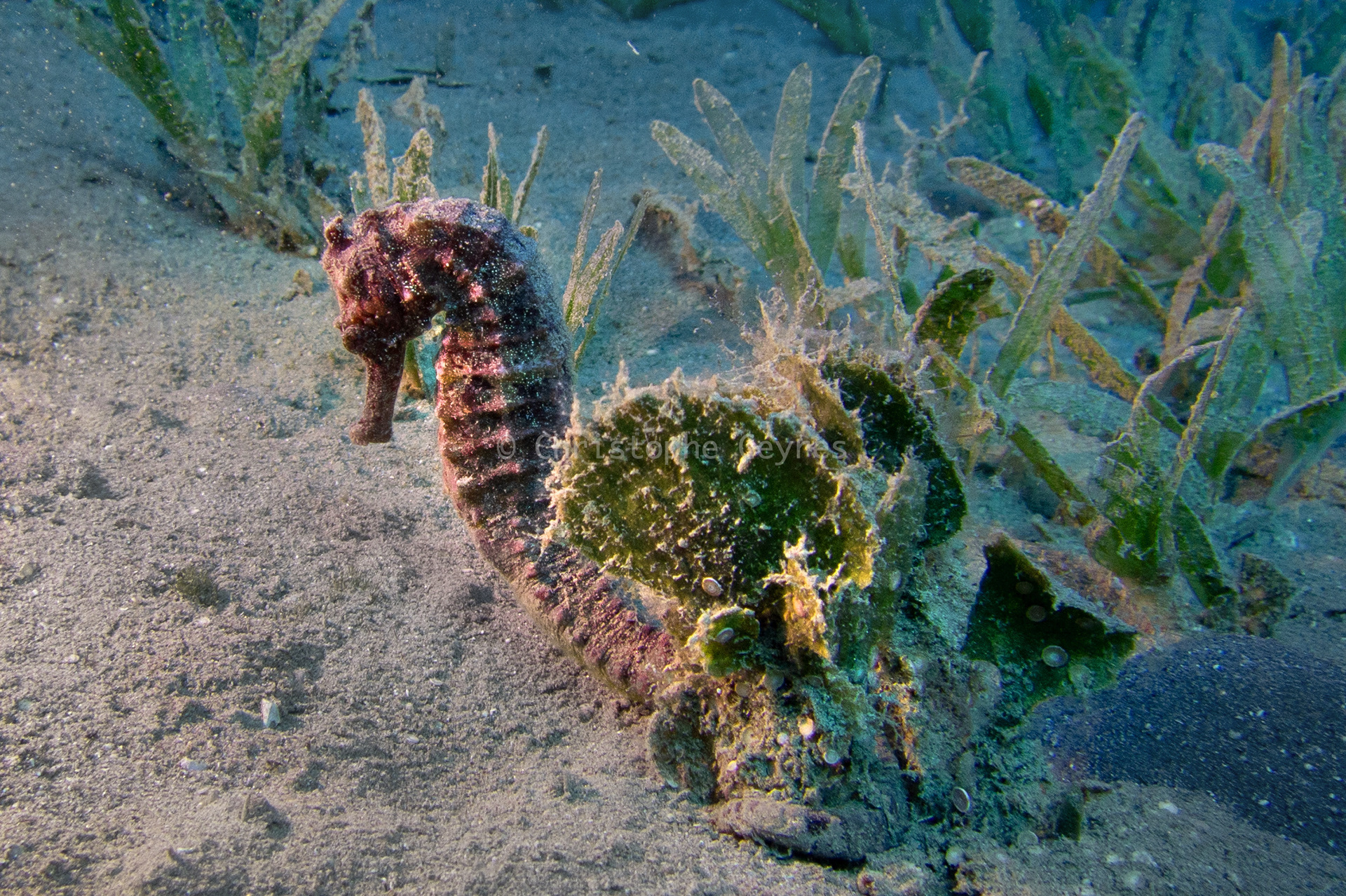Hippocampe