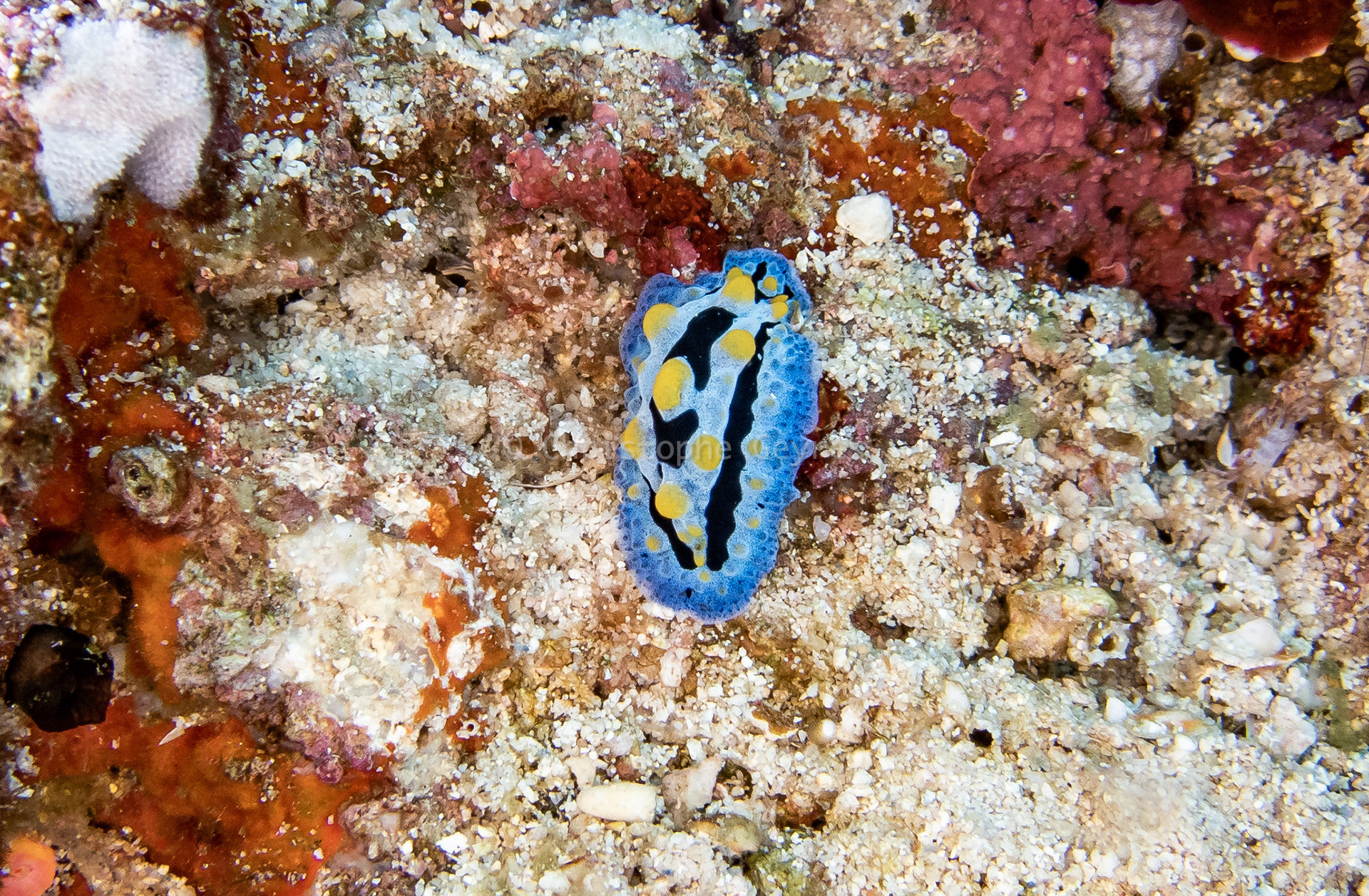 Nudibranche
