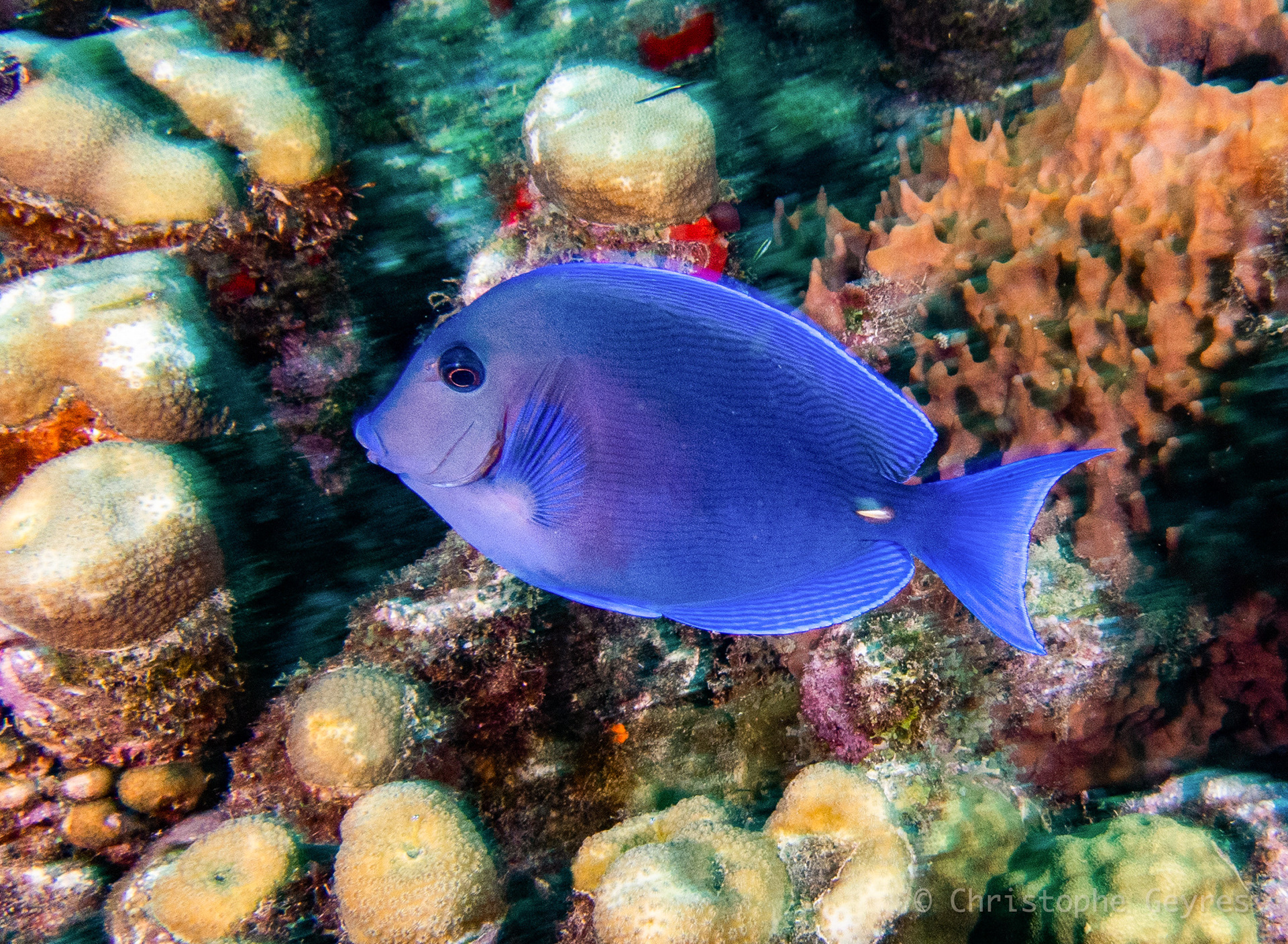 Chirurgien Bleu