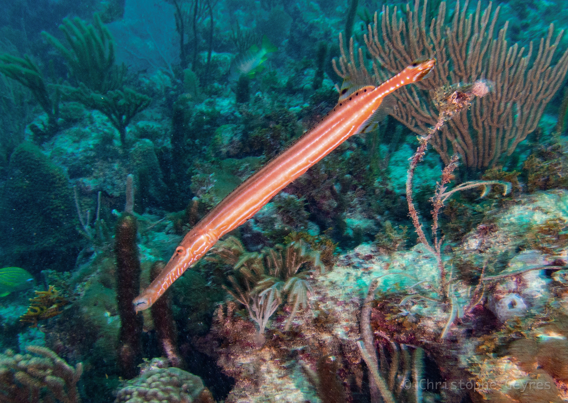 Poisson Flute
