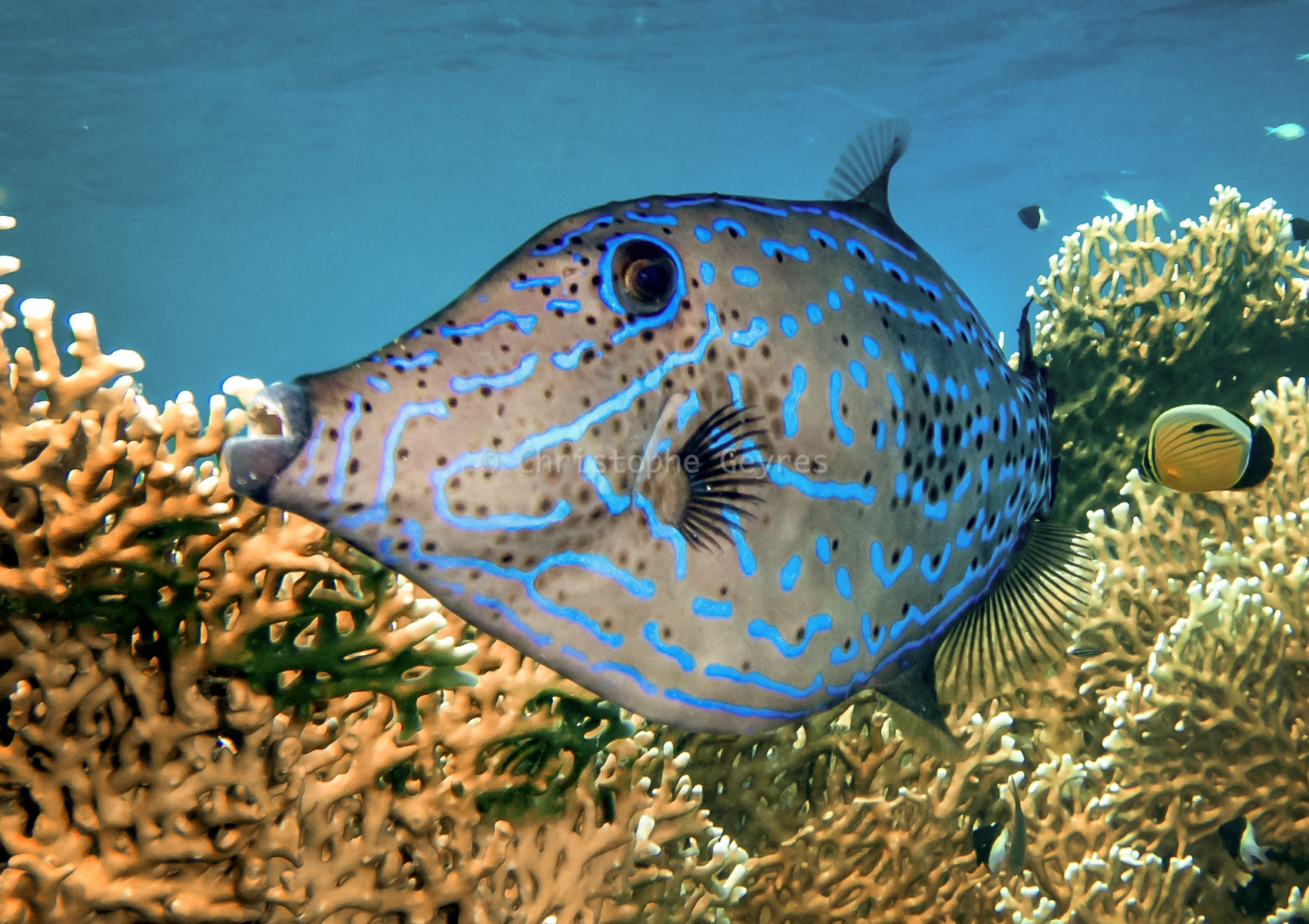 Poisson Lime