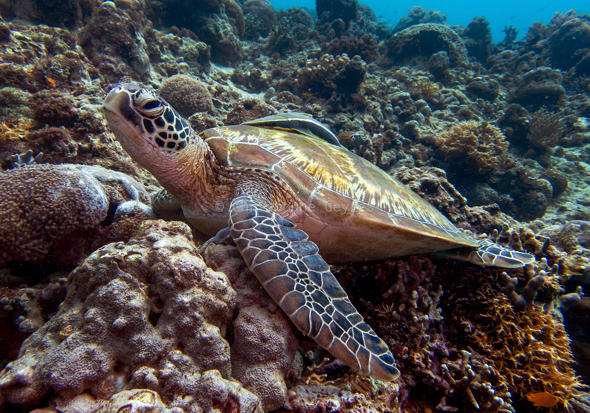Tortue Verte