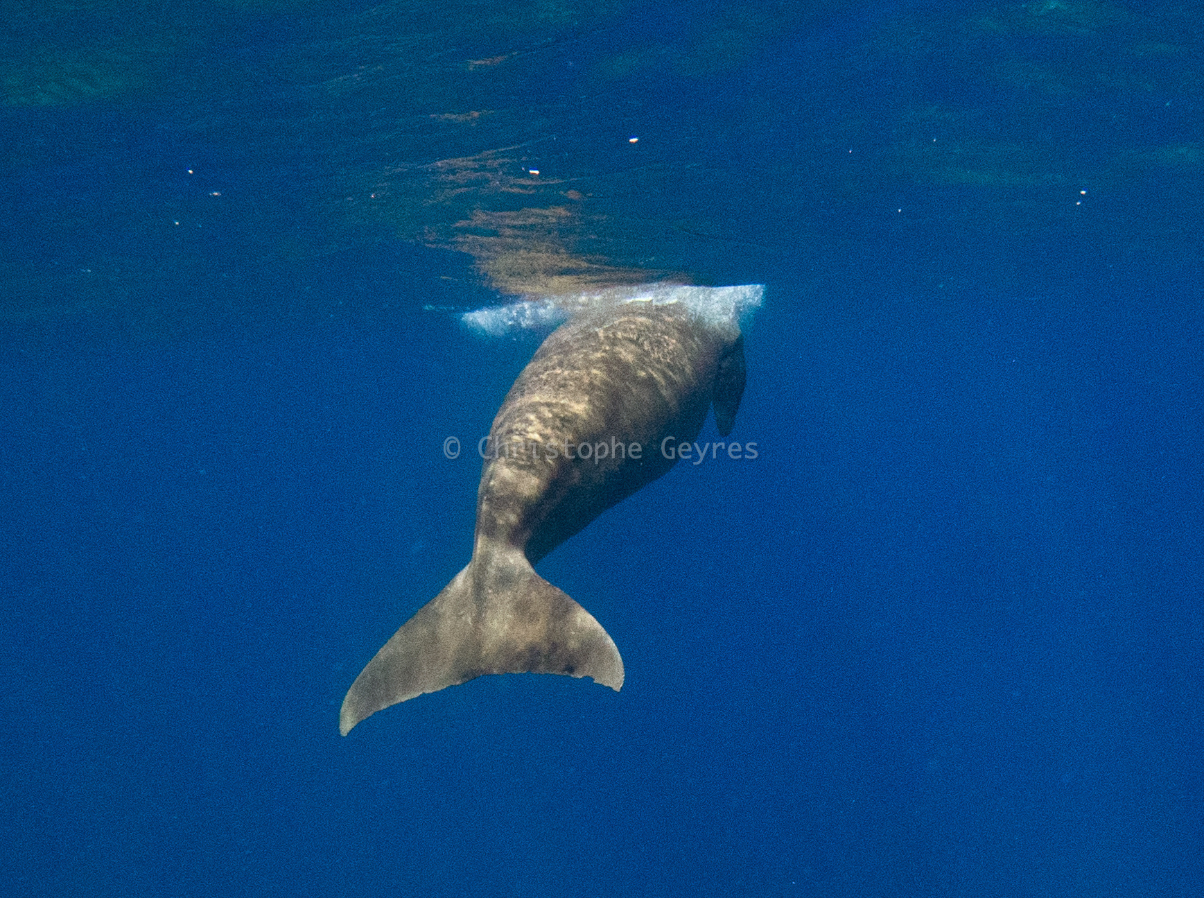 Dugong
