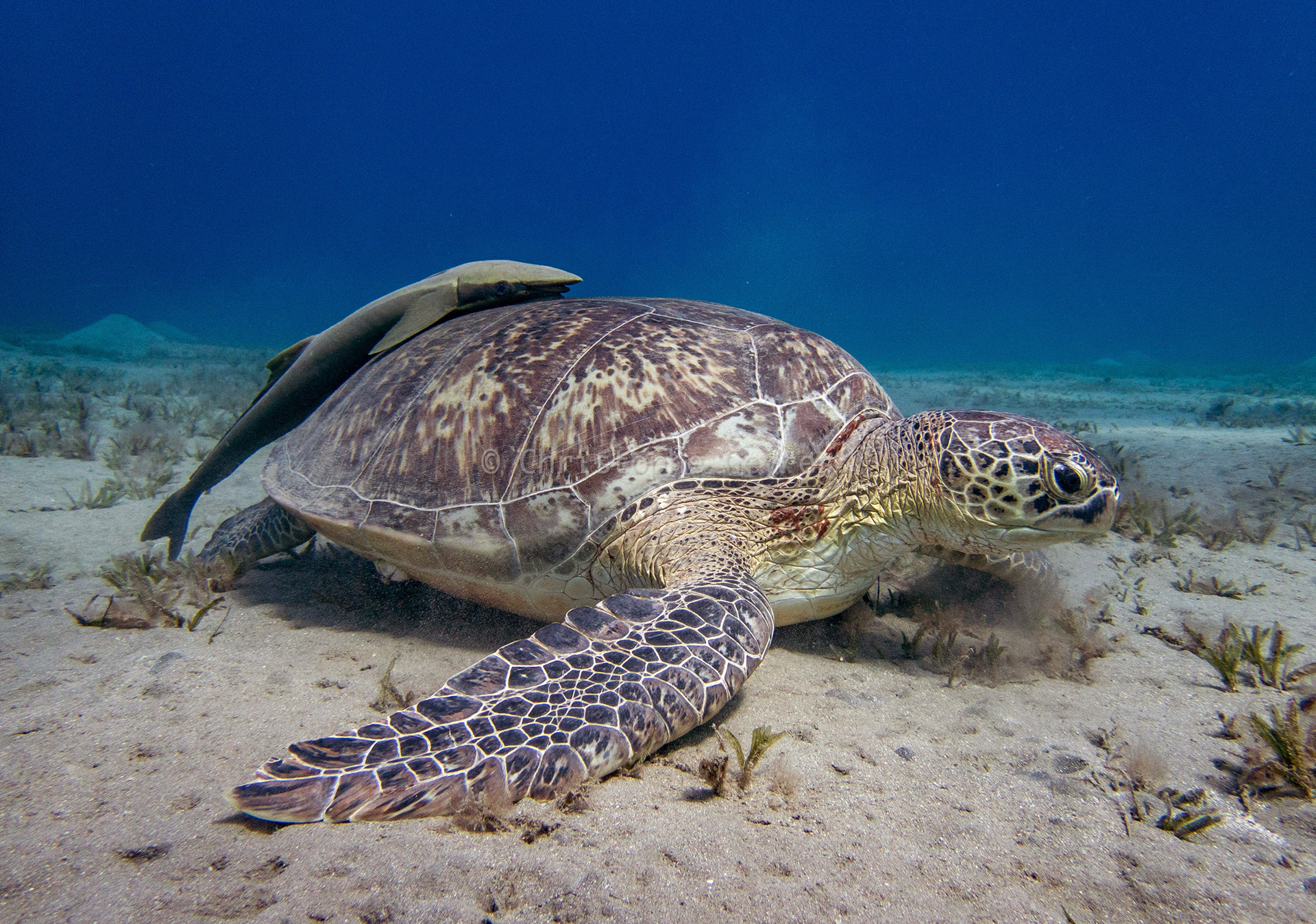 Tortue Verte