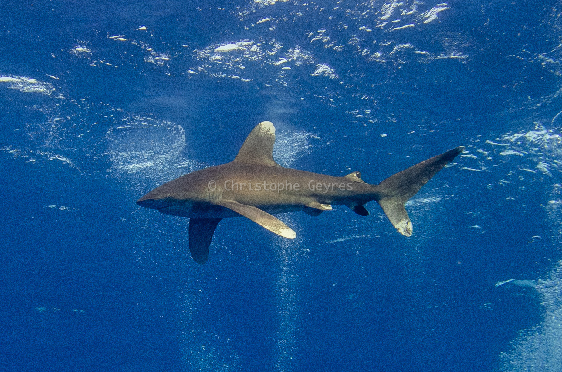 Requin Longimane