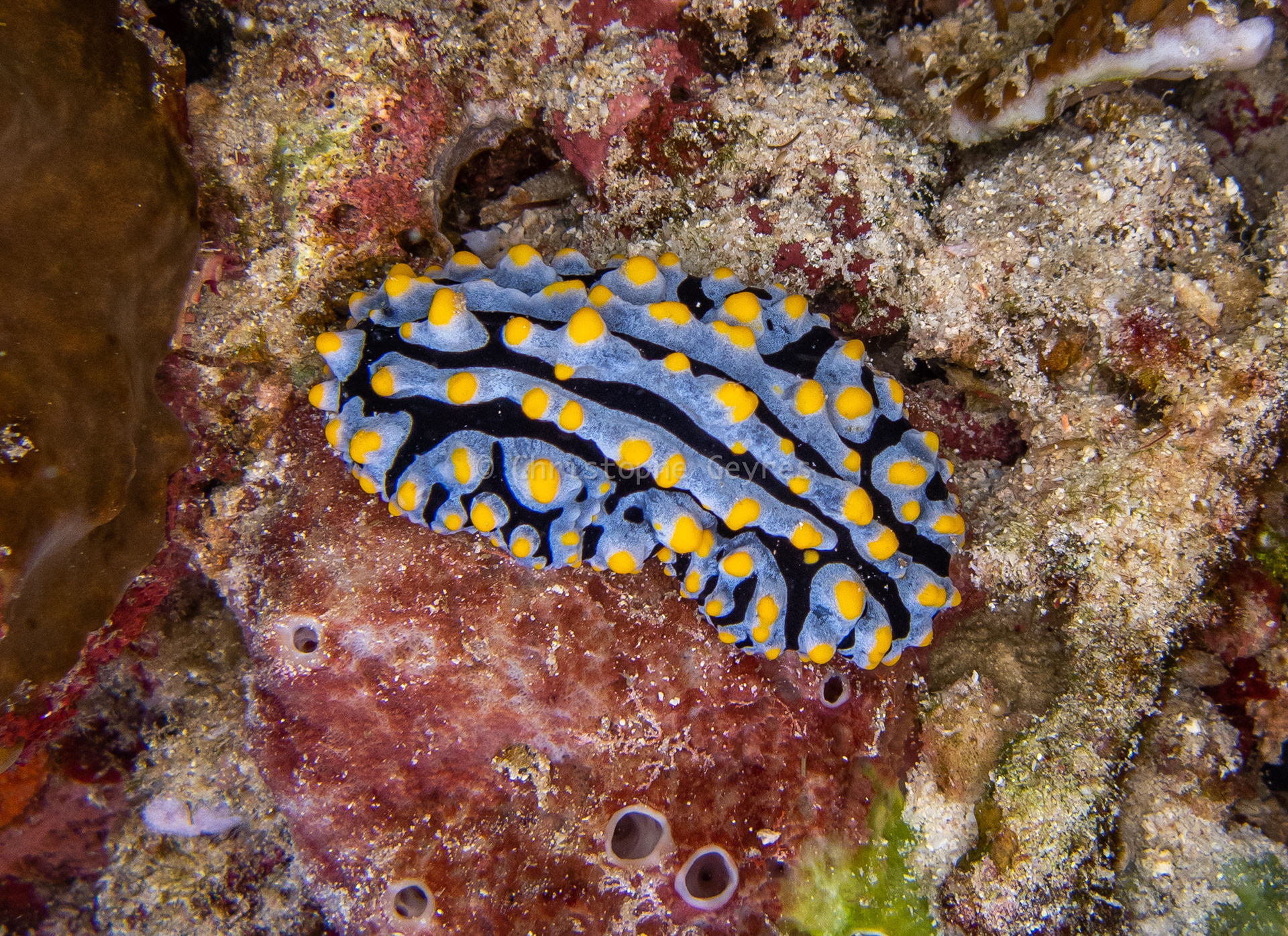 Nudibranche