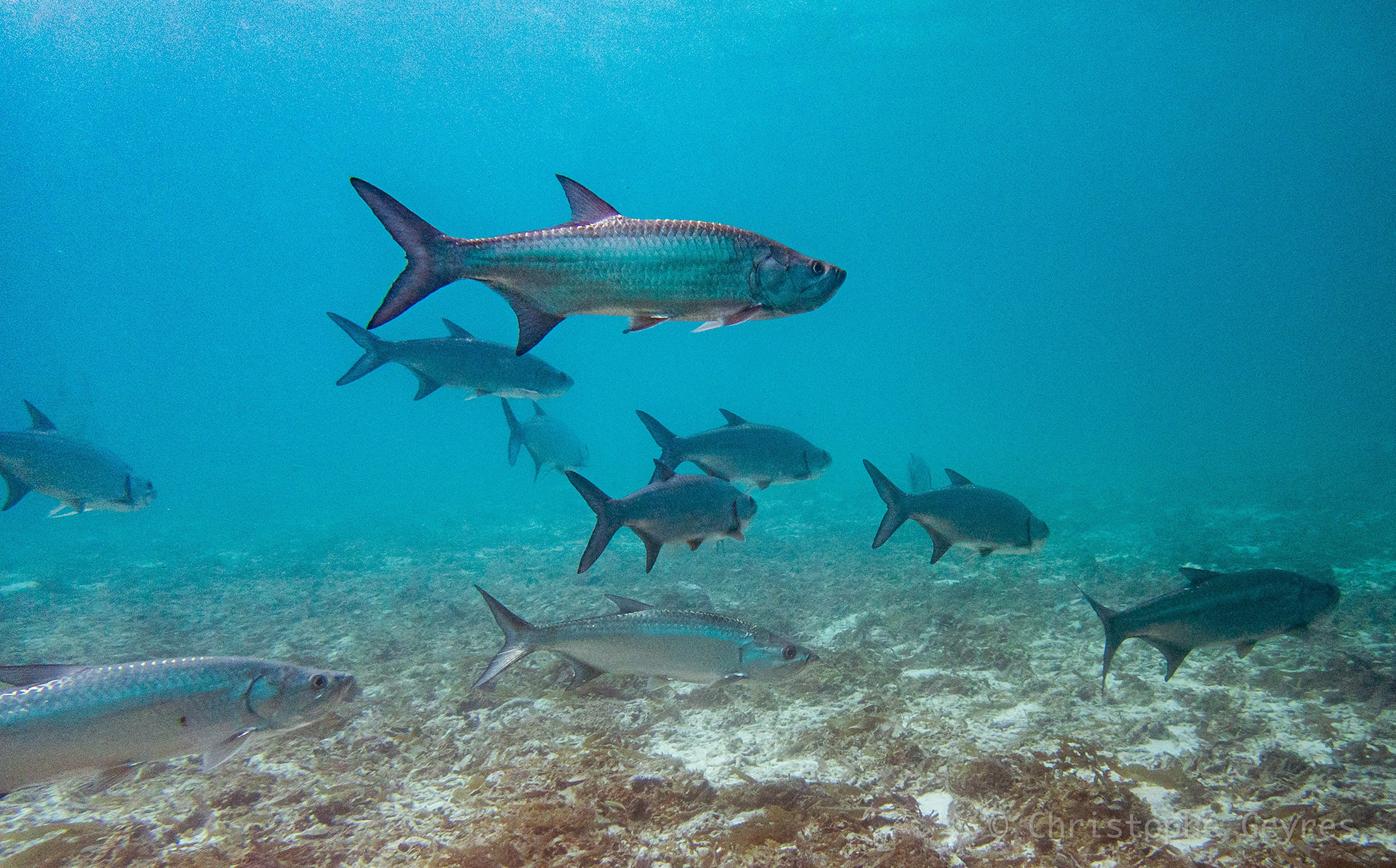 Tarpons