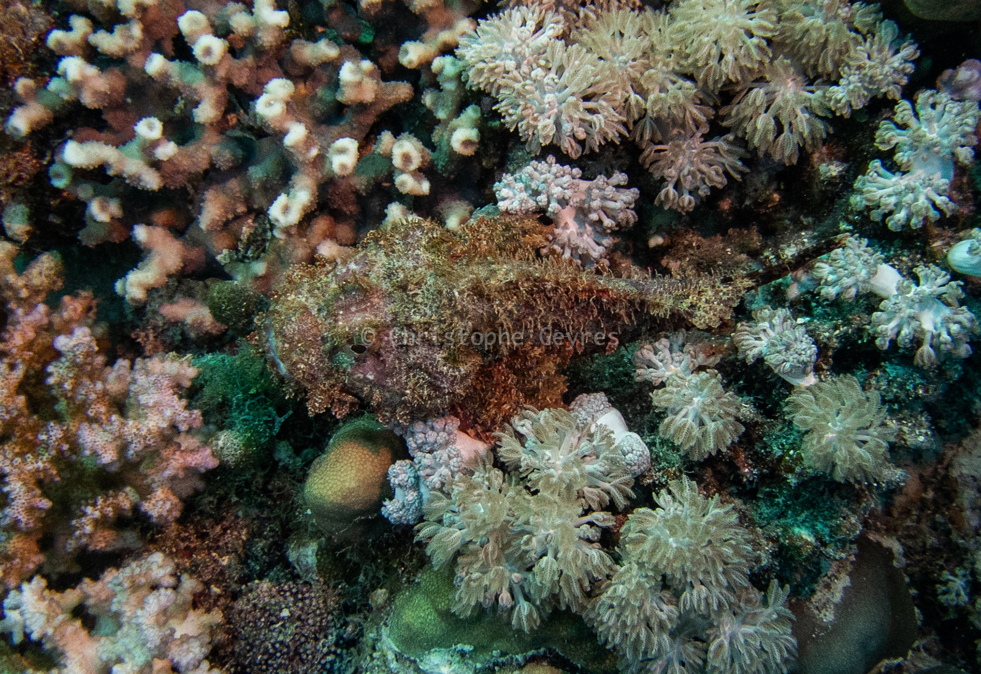 Poisson Scorpion