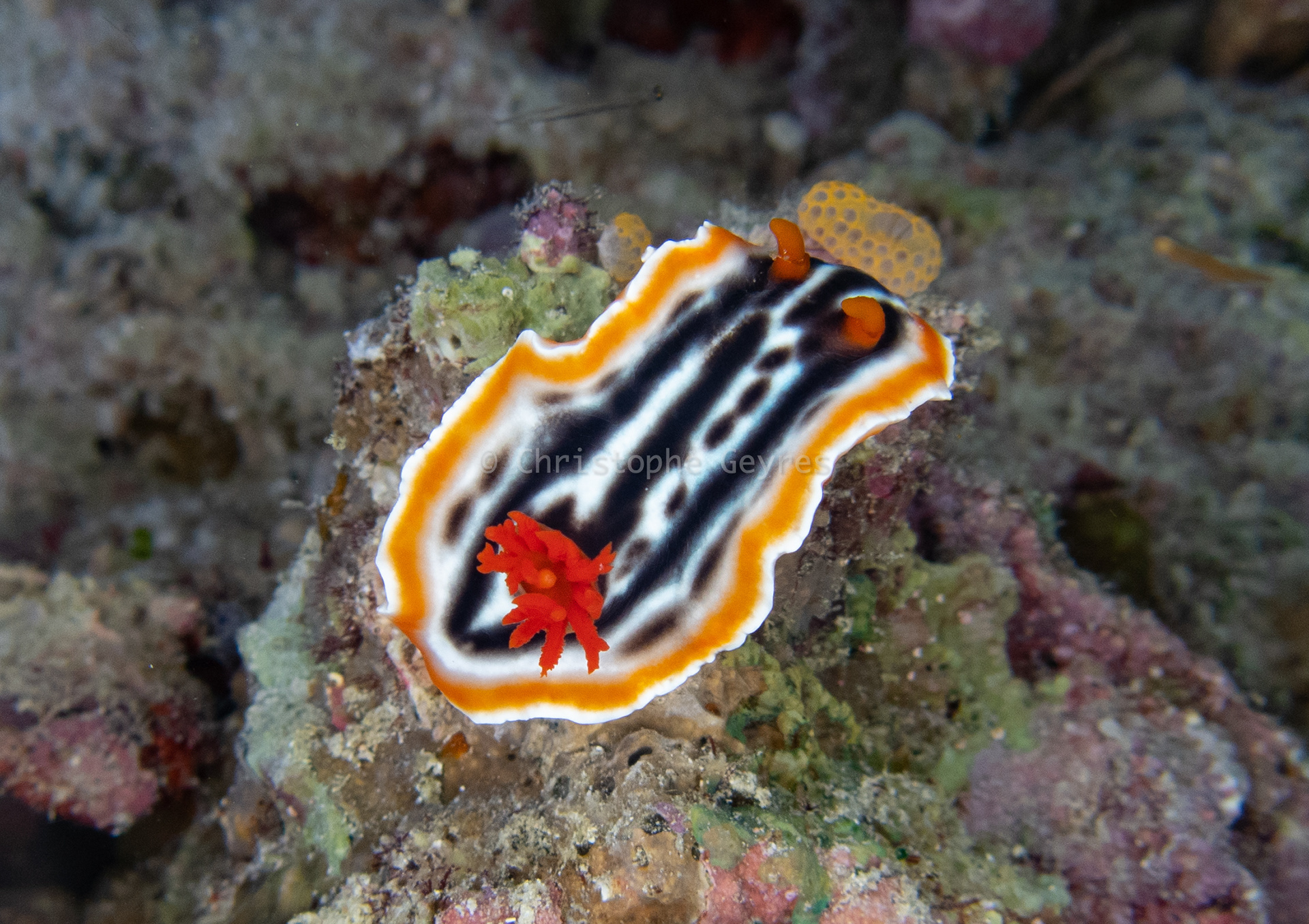 Nudibranche