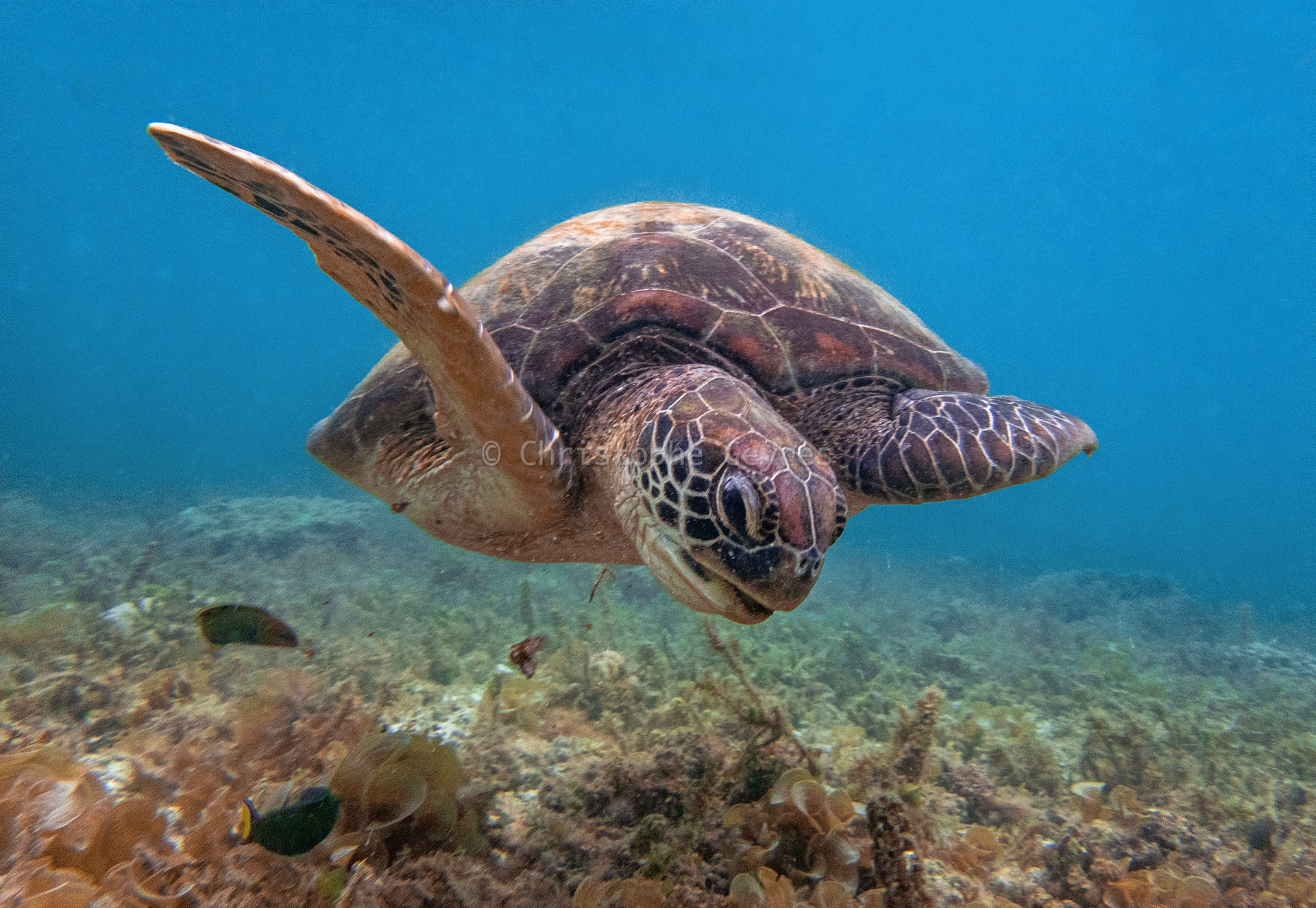 Tortue Verte