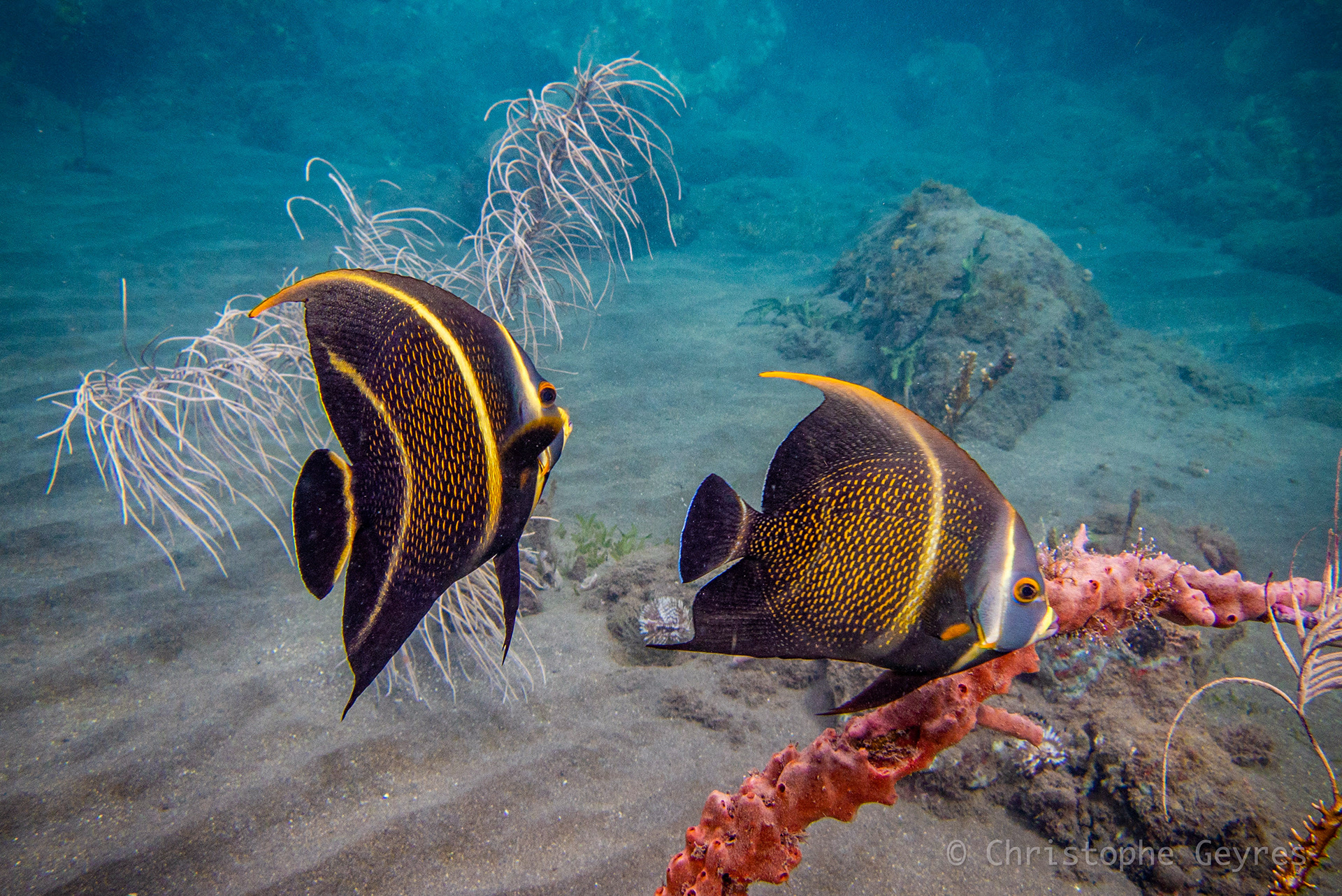 Anges Francais juveniles