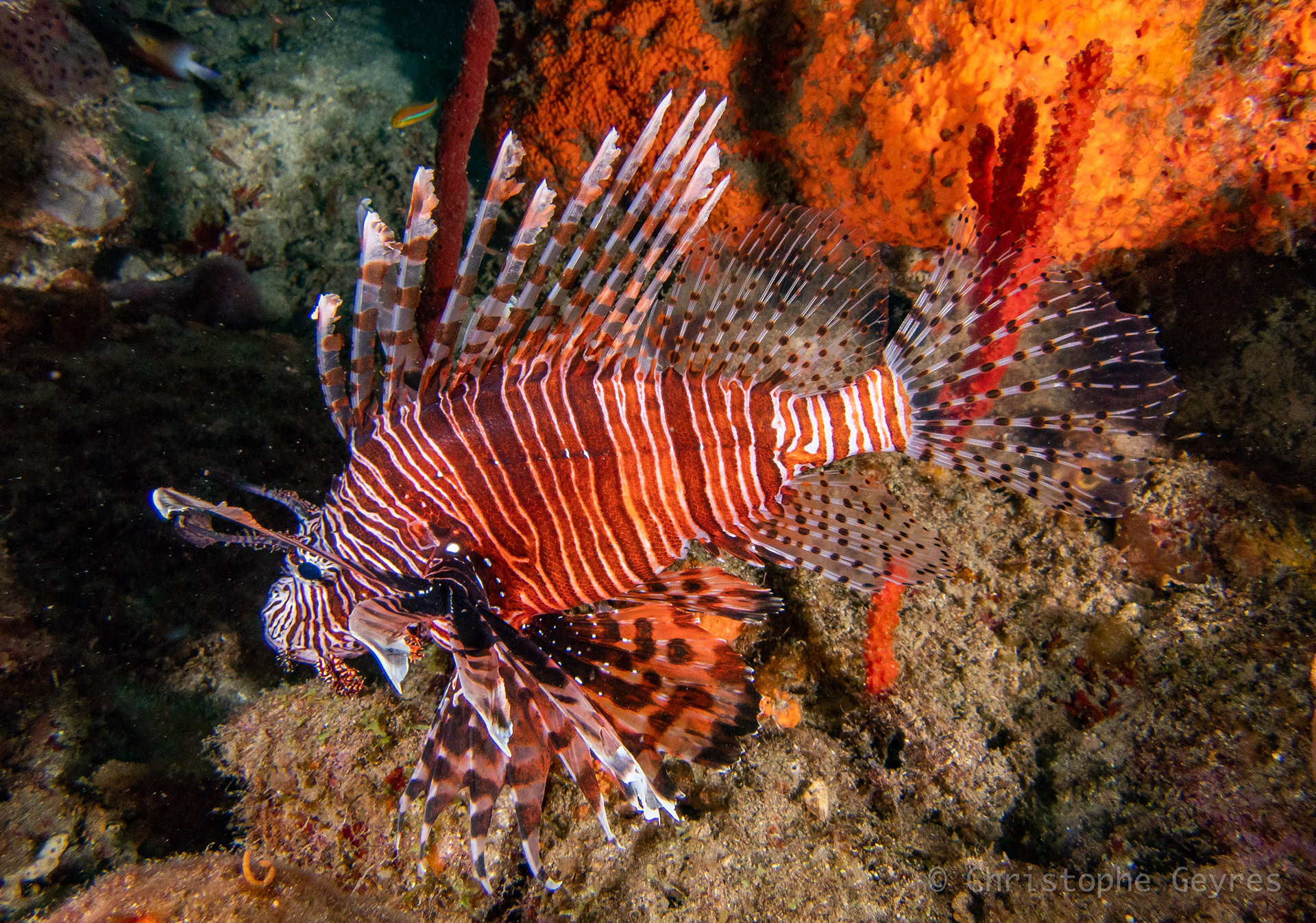 Poisson Lion
