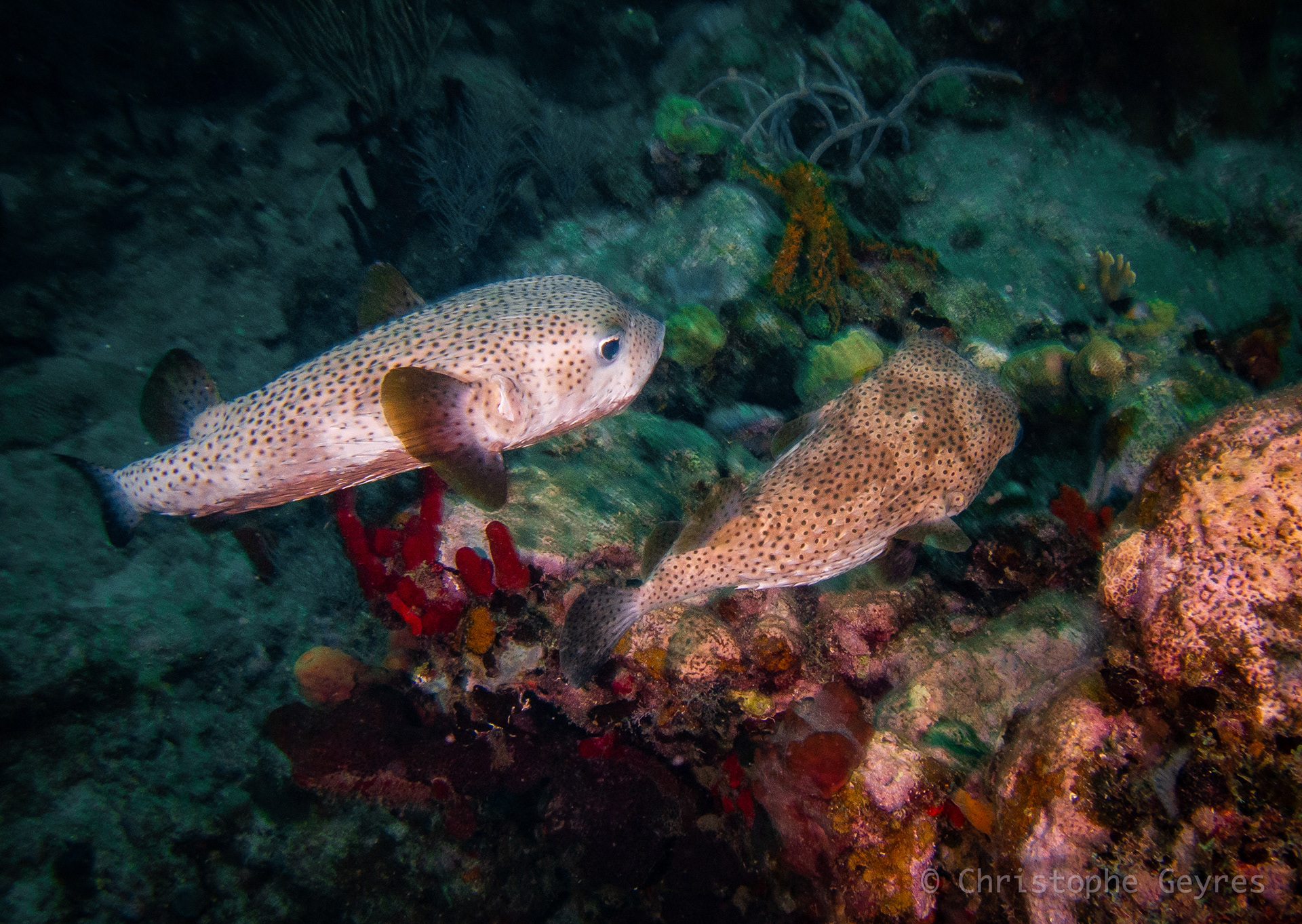 Diodon Hystrix