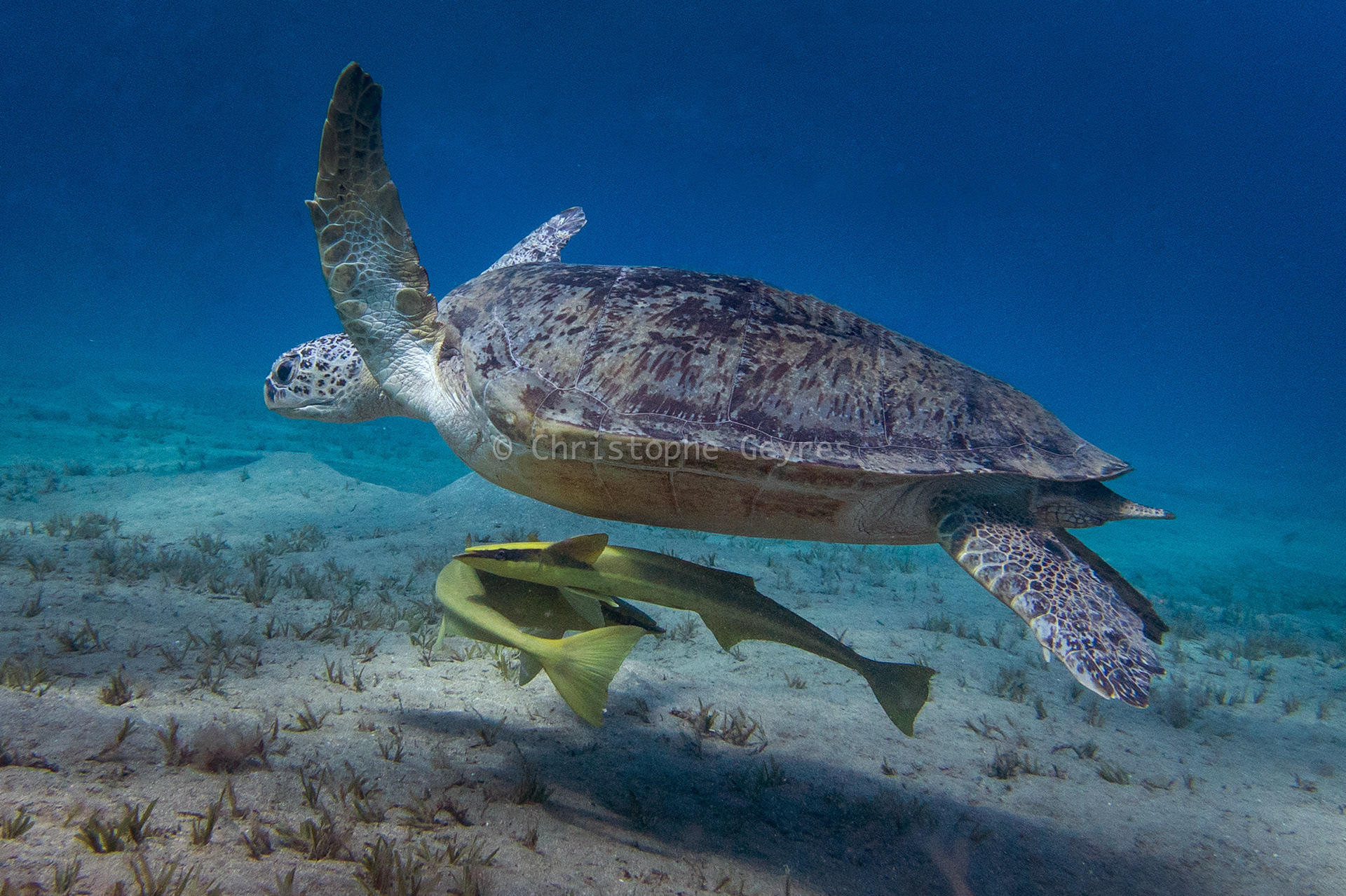 Tortue Verte